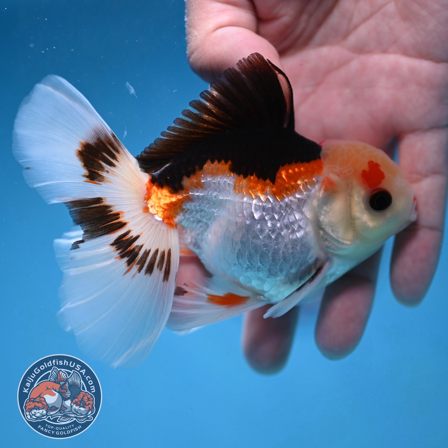 Tricolor Rosetail Oranda 3 inch Body (250926_OR14)