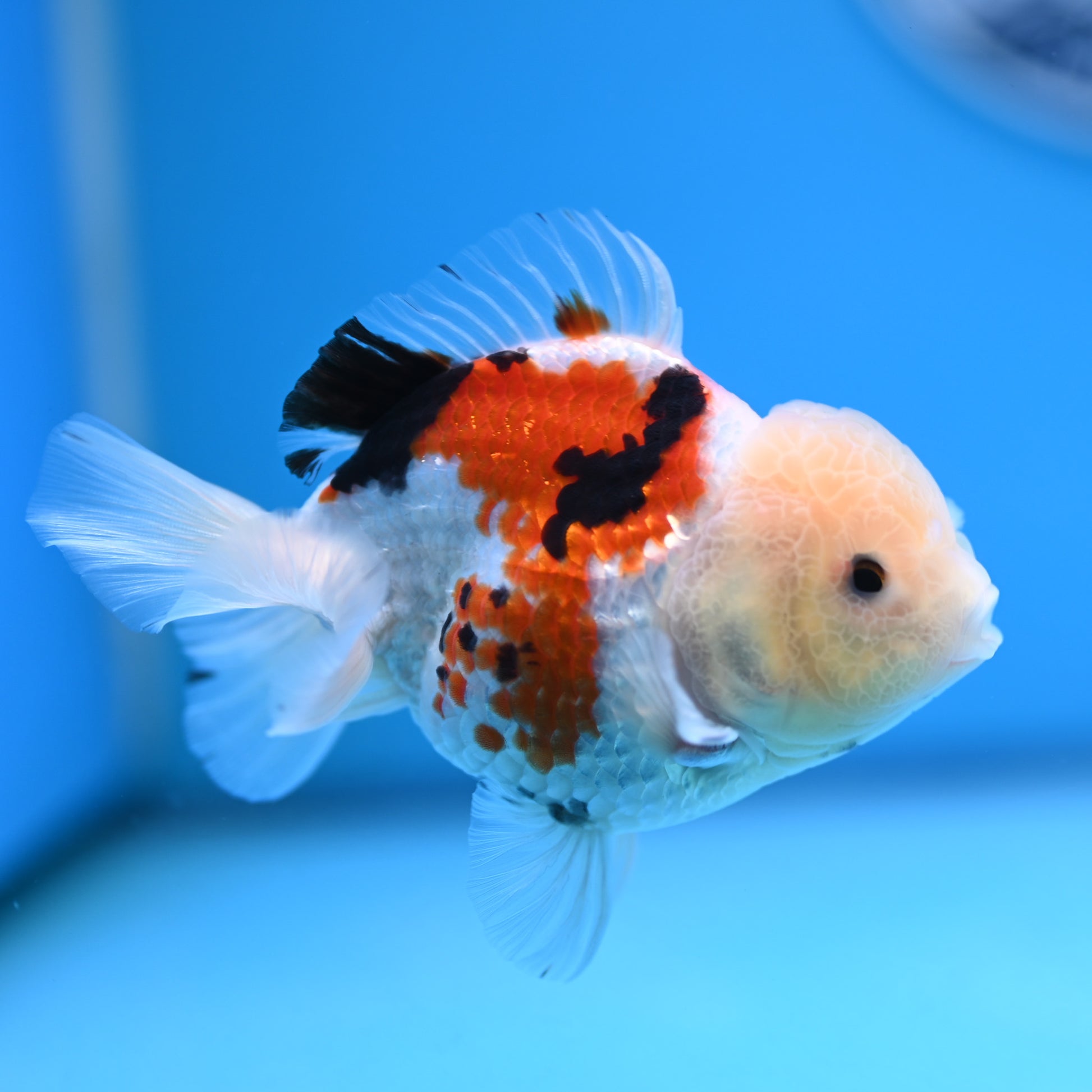 Tricolor Oranda 3.5-4 inches (241011_OR14) - Kaiju Goldfish USA