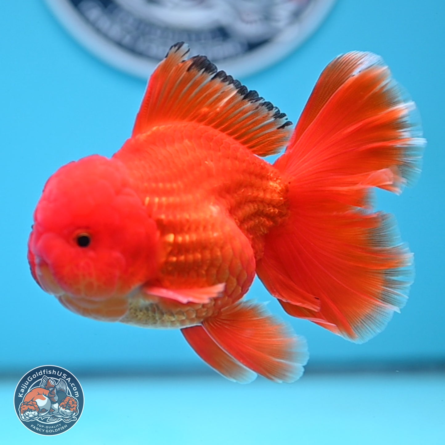 Classic Red Rose Tail Oranda 3.75 inches Body - Male (250228_OR14)