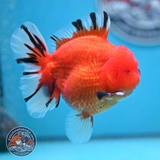 Apache Oranda 3.5 inches Body (250516_OR14)