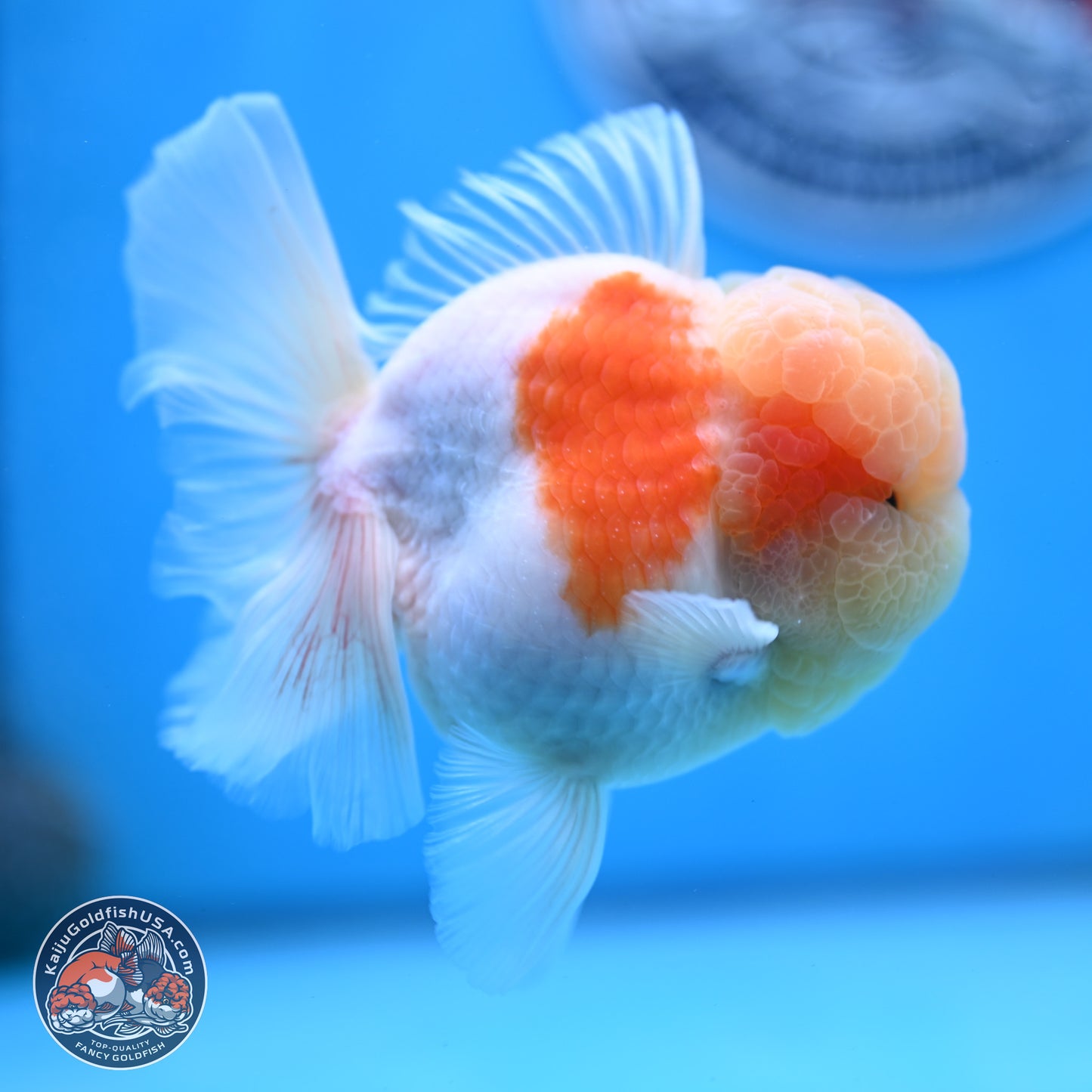 Sakura Rose Tail Oranda 3.25 inches Body - Male (250307_OR14)