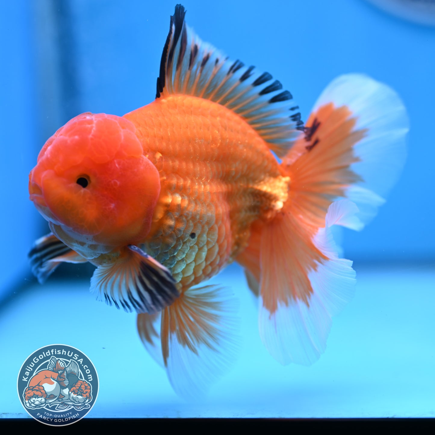 Apache Rose Tail Oranda 4 inches Body - Male (250418_OR14)