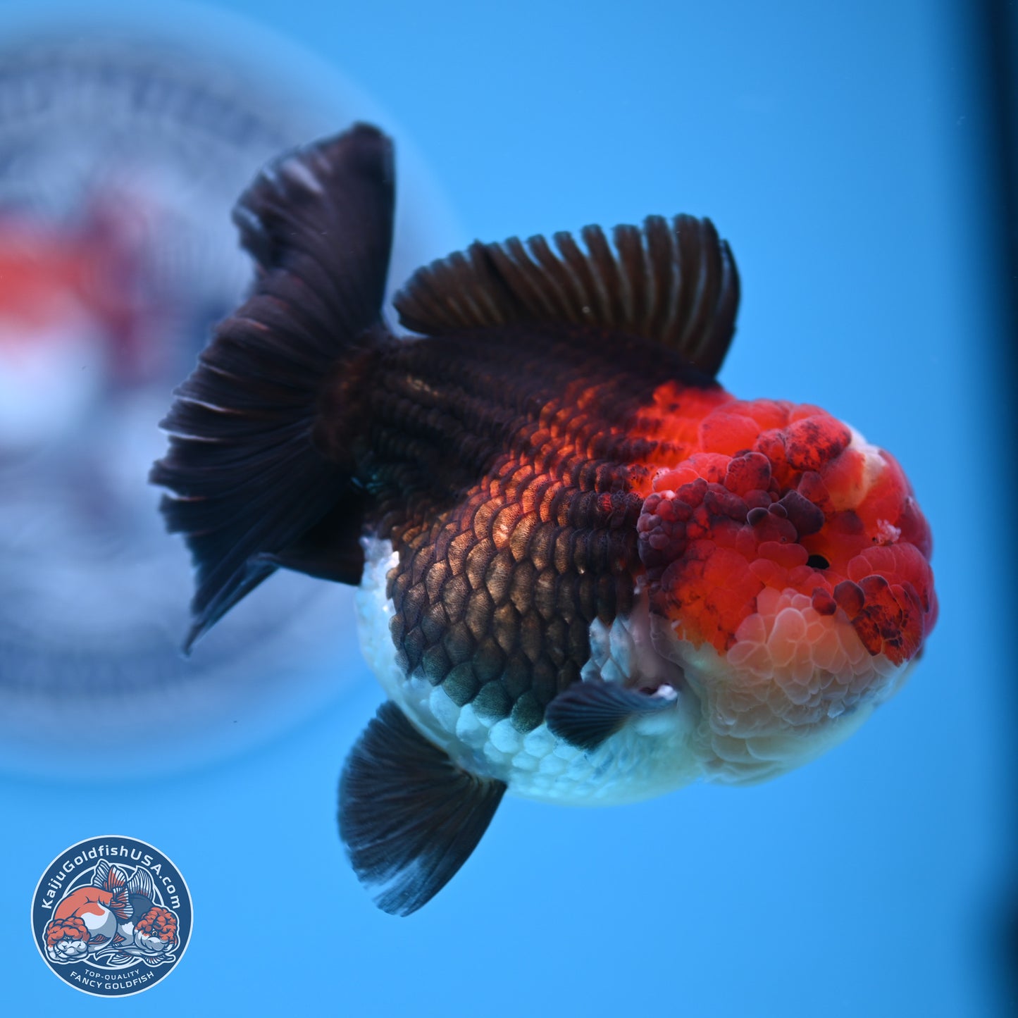 Tricolor Oranda 3 inches Body - Male (241227_OR14) - Kaiju Goldfish USA