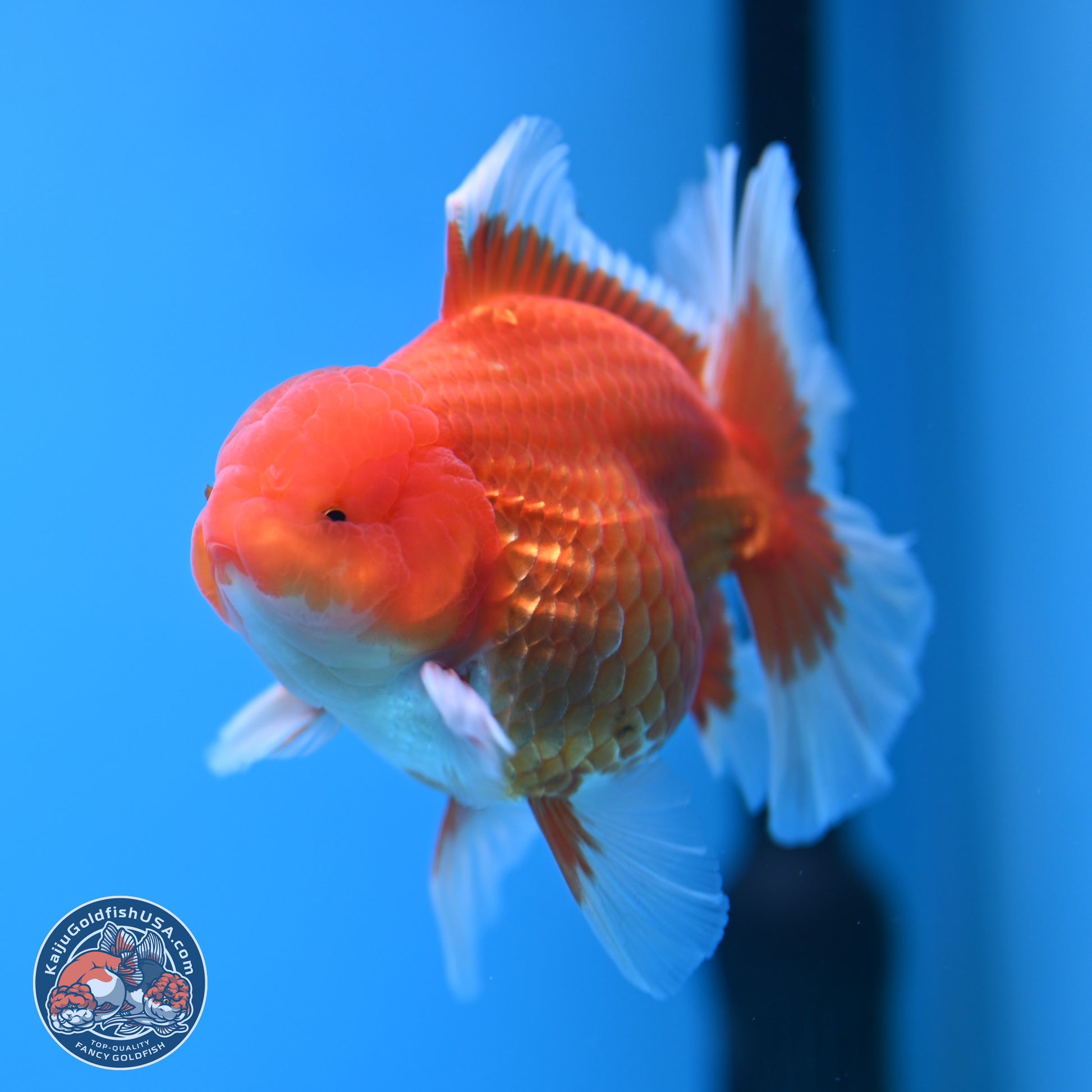 Classic Red Rose Tail Oranda 4.5 inches - Male (241115_OR14) - Kaiju Goldfish USA