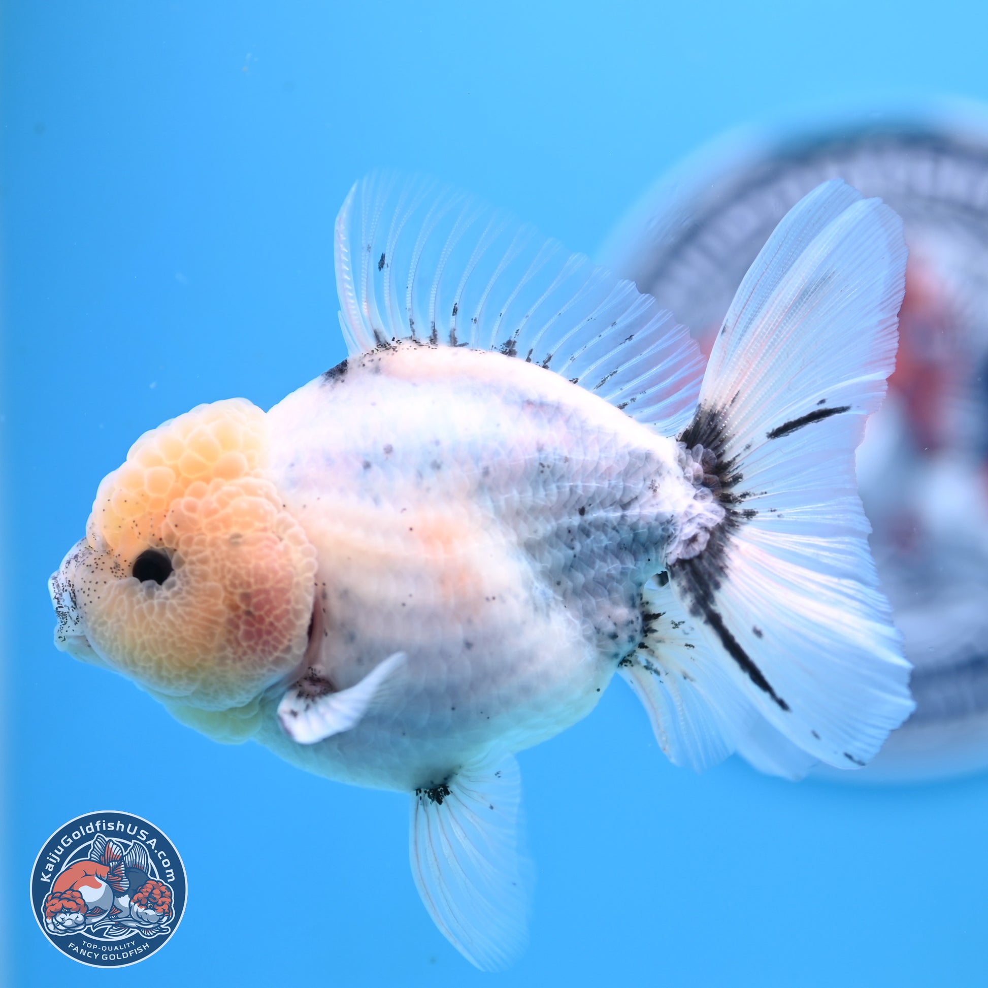 Shogun Blue Calico Oranda 3.5in Body (240802_OR14) - Kaiju Goldfish USA