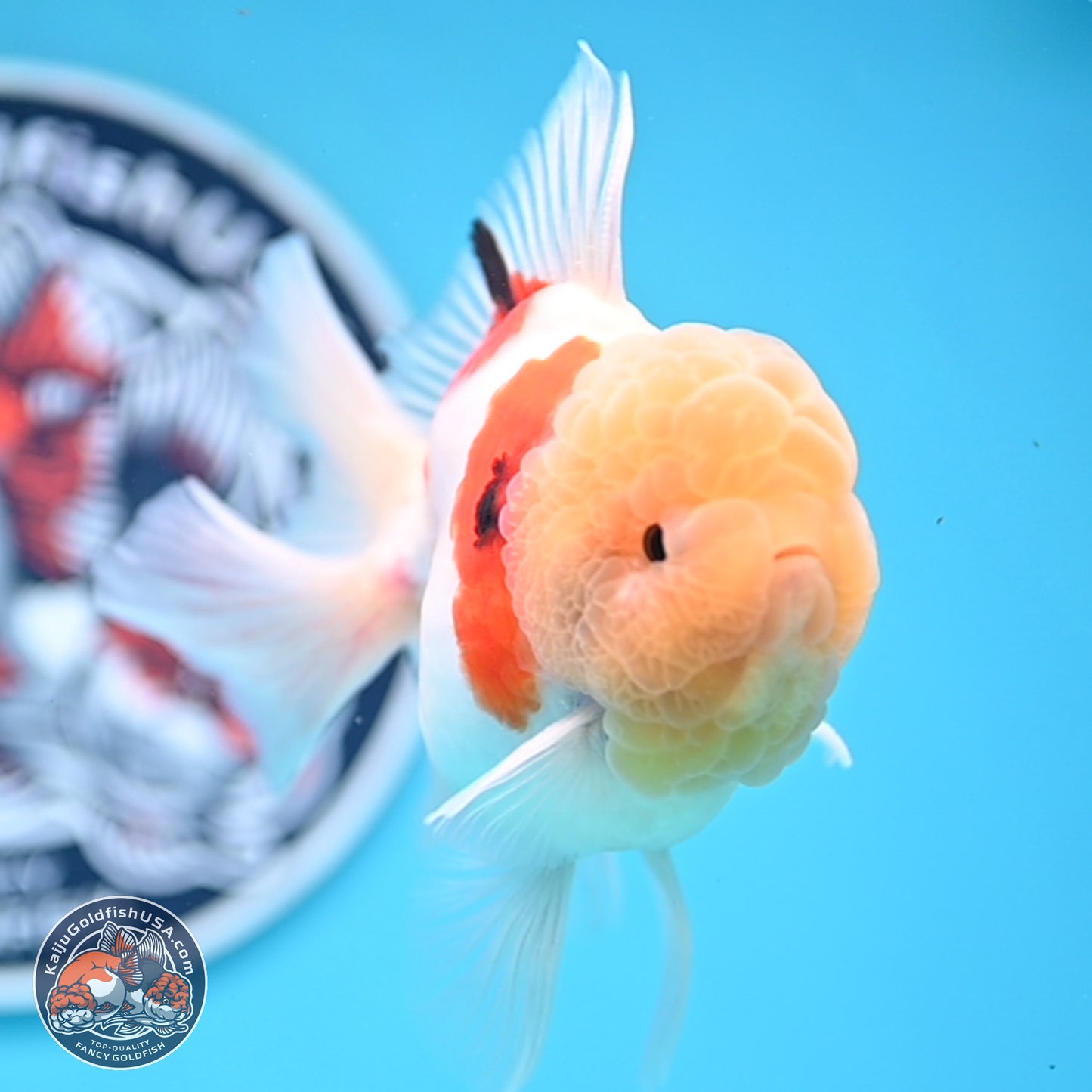 Lemon Head Tricolor Sakura Rose Tail Oranda 3.5 inches Body - Male (250314_OR14)