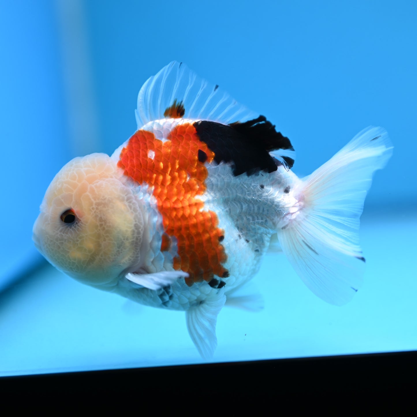 Tricolor Oranda 3.5-4 inches (241011_OR14) - Kaiju Goldfish USA