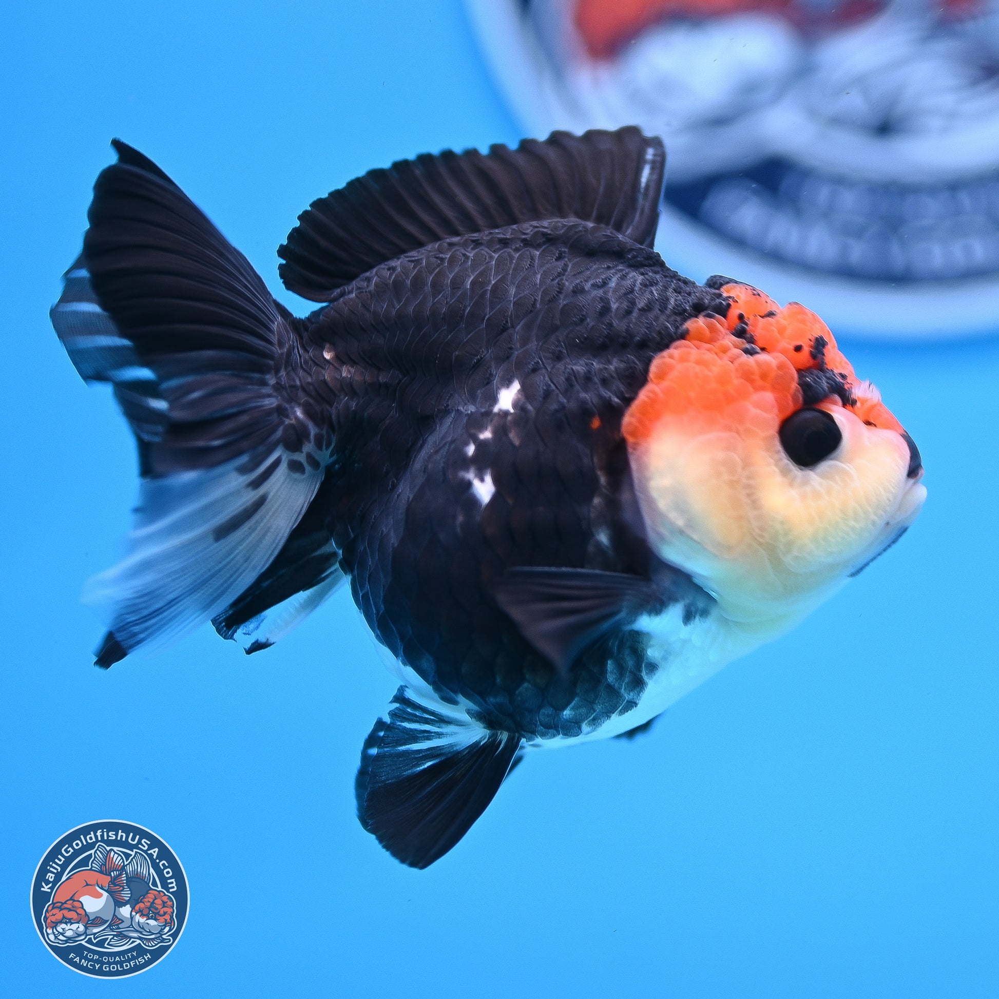 Tricolor YuanBao Oranda 3in Body (240830_OR14) - Kaiju Goldfish USA