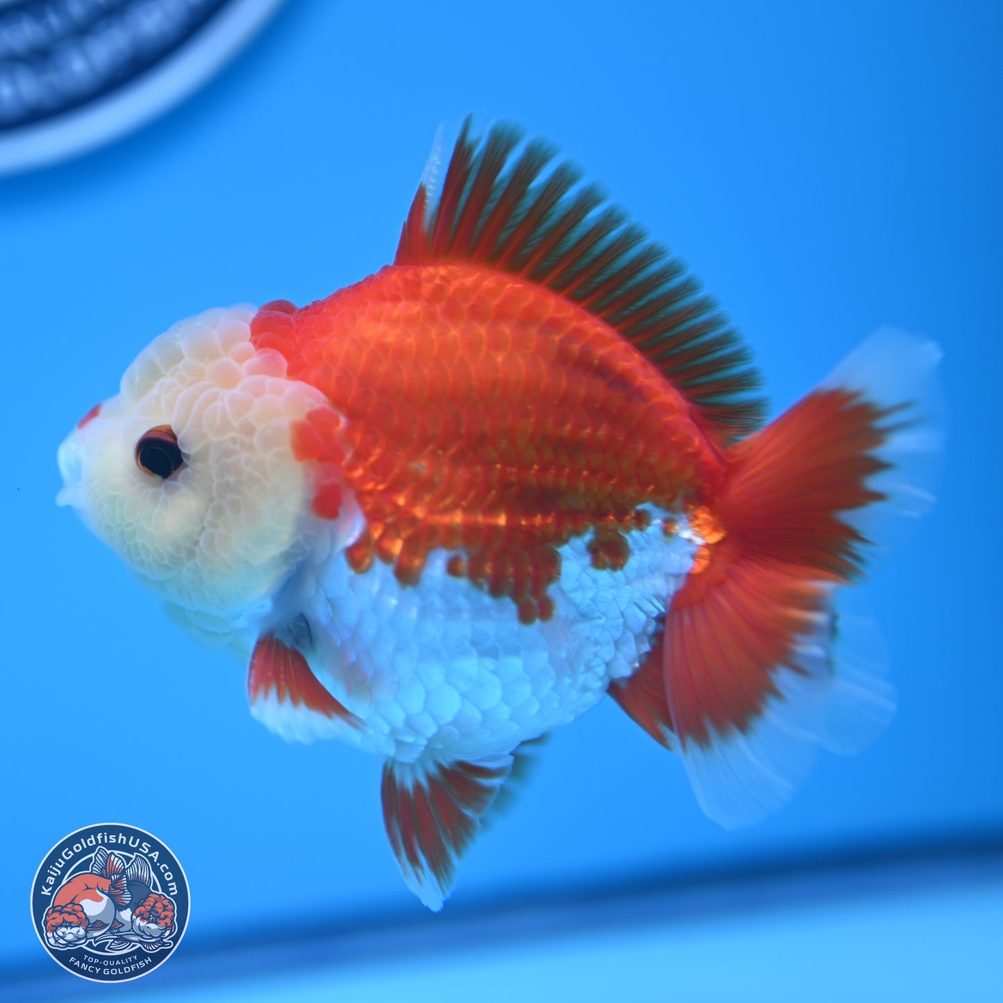 Red White YuanBao Oranda 4 inches (241018_OR14)