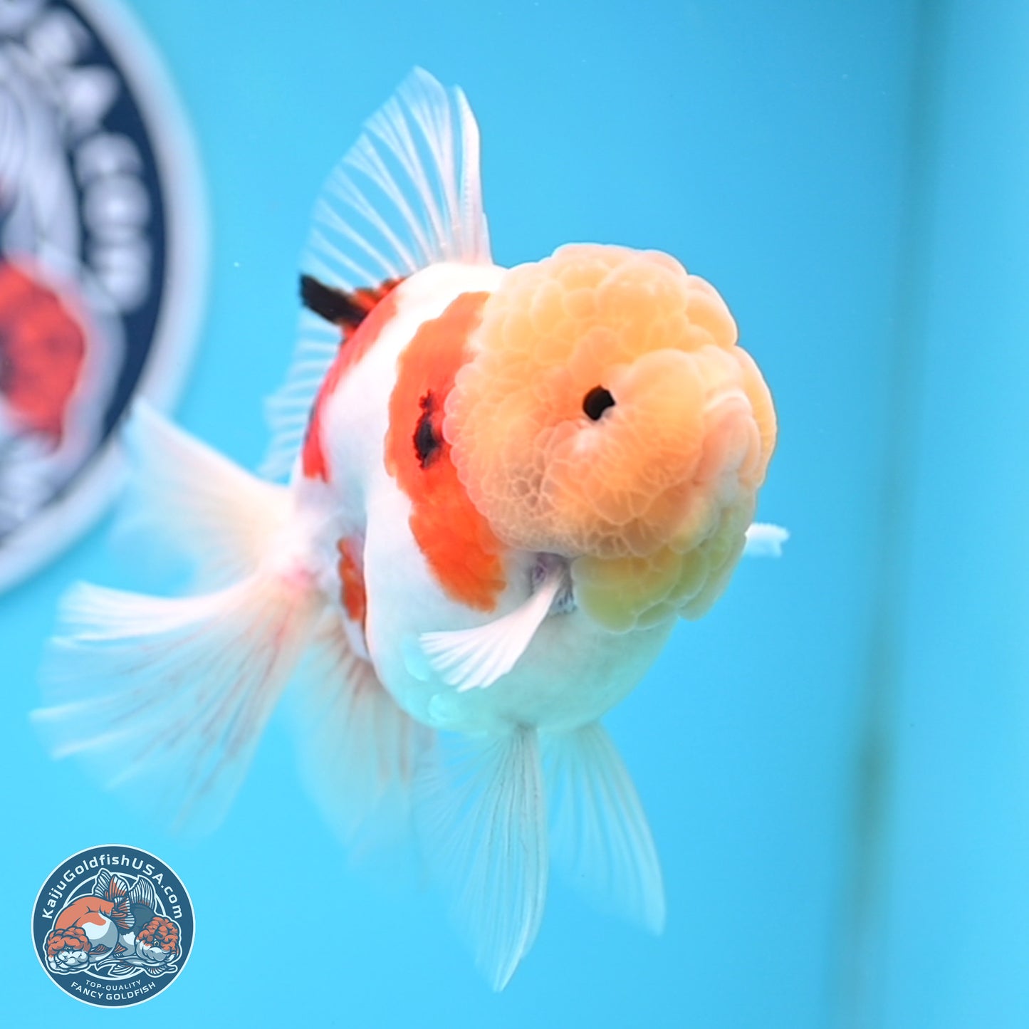 Lemon Head Tricolor Sakura Rose Tail Oranda 3.5 inches Body - Male (250314_OR14)