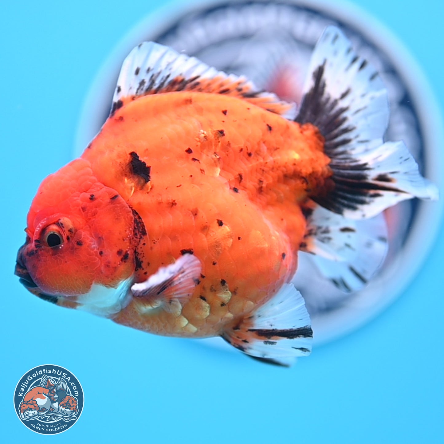 Shogun Tiger Oranda 3.75 inches Body - Male (250207_OR14)