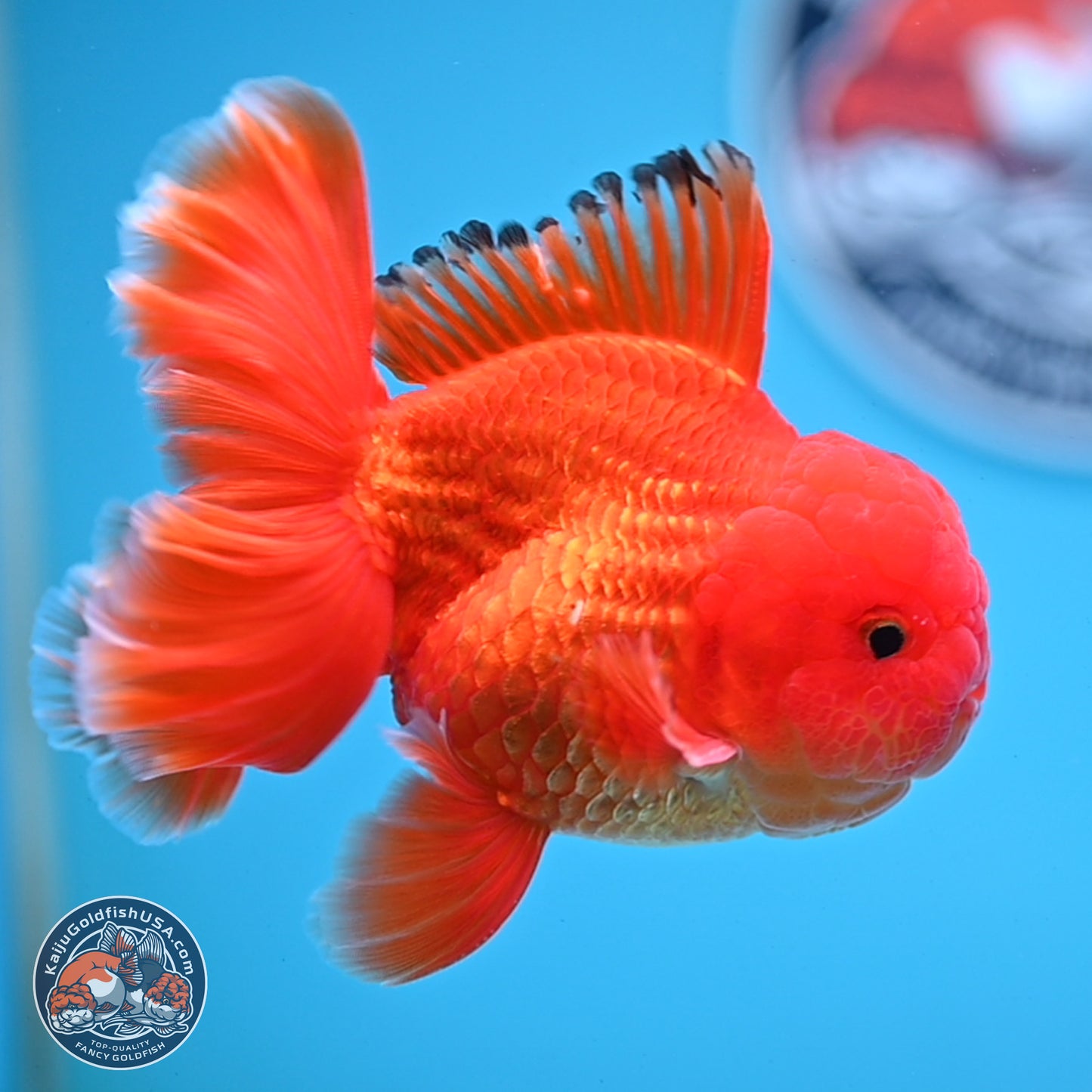 Classic Red Rose Tail Oranda 3.75 inches Body - Male (250228_OR14)