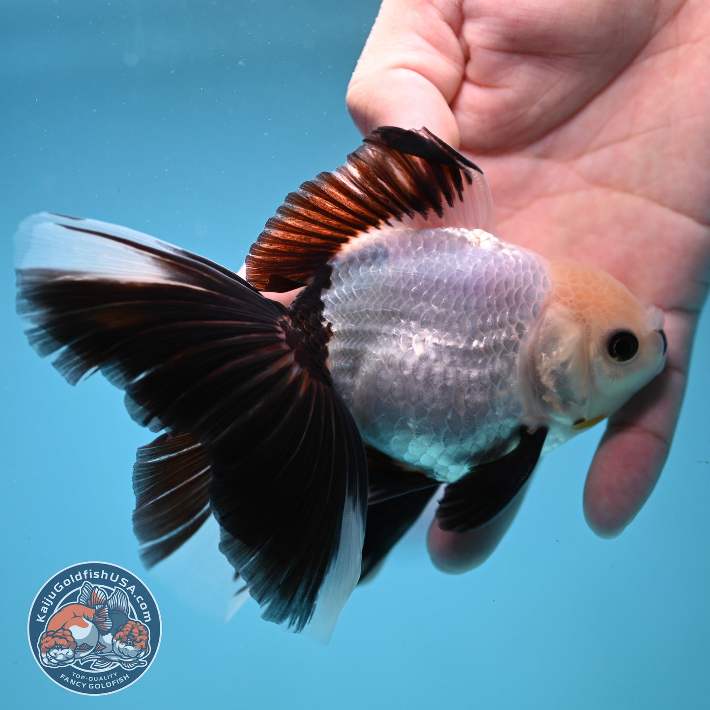 Panda Butterfly Tail Oranda 3.5 inch Body (250919_OR14)