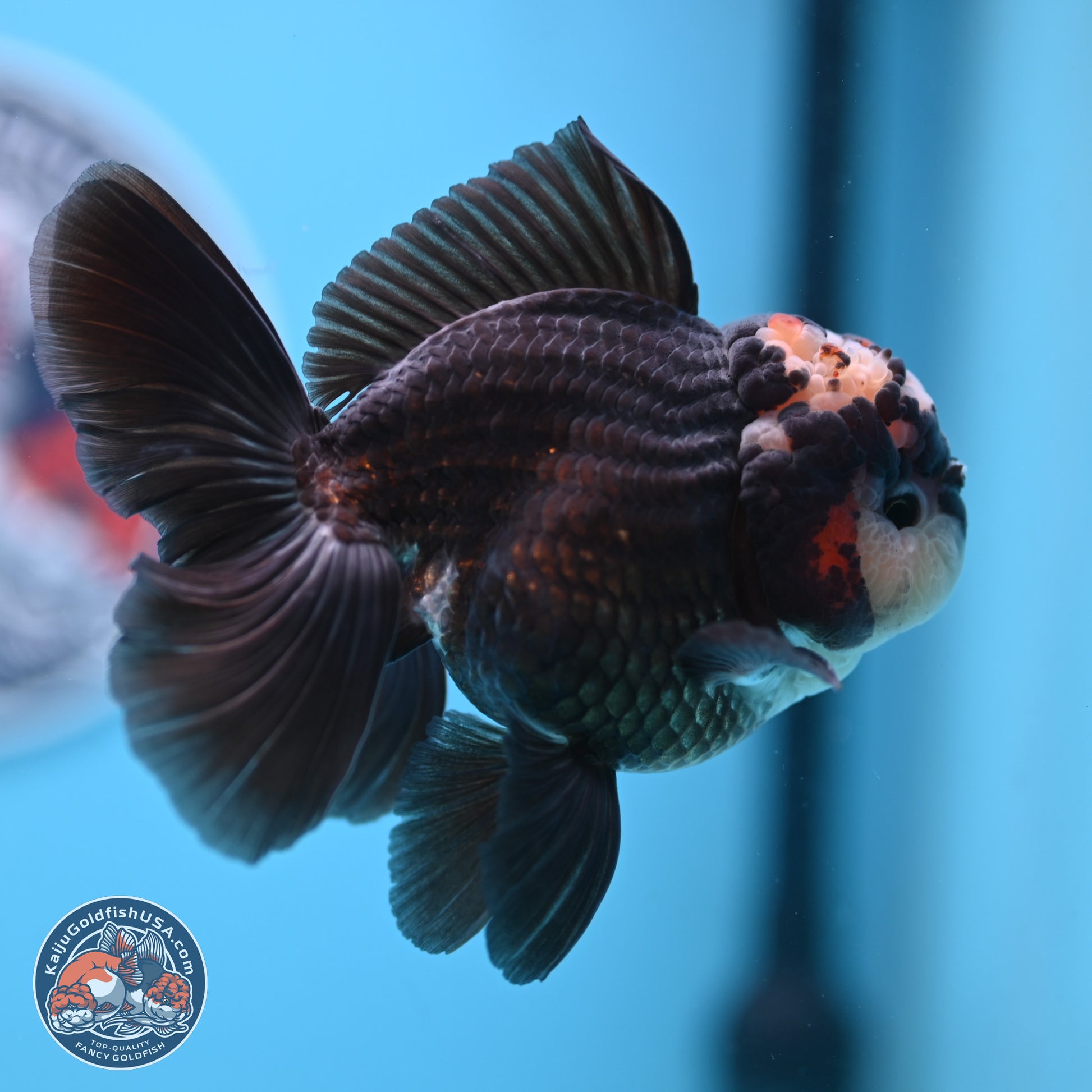 Tricolor Rose Tail Oranda 4.5 inches - Male (241122_OR14) - Kaiju Goldfish USA