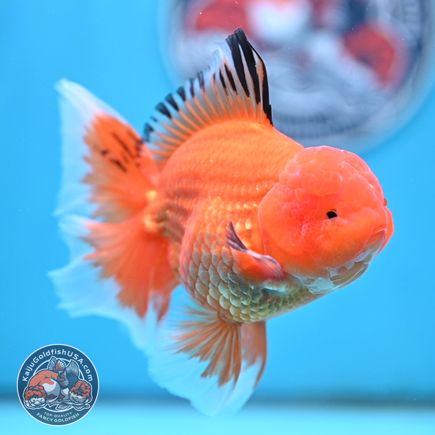 Apache Rose Tail Oranda 4 inches Body - Male (250418_OR14)