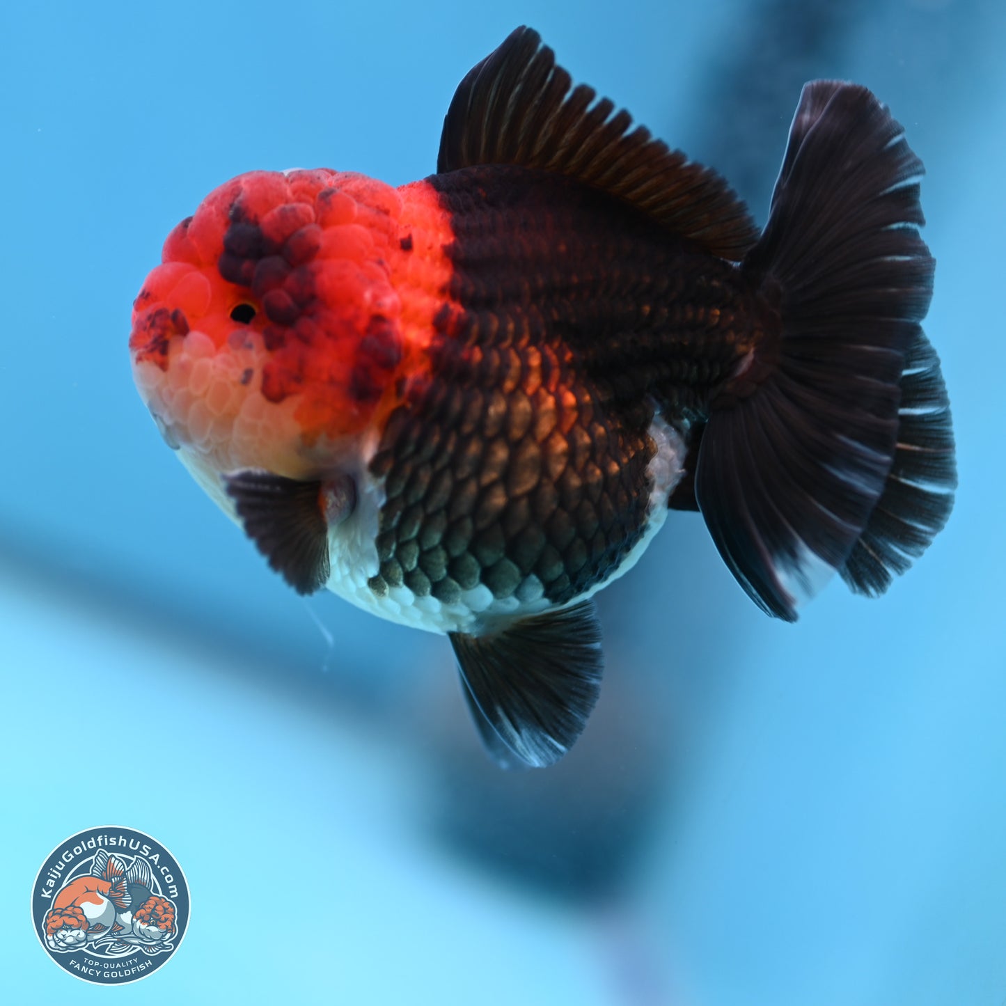 Tricolor Oranda 3 inches Body - Male (241227_OR14) - Kaiju Goldfish USA