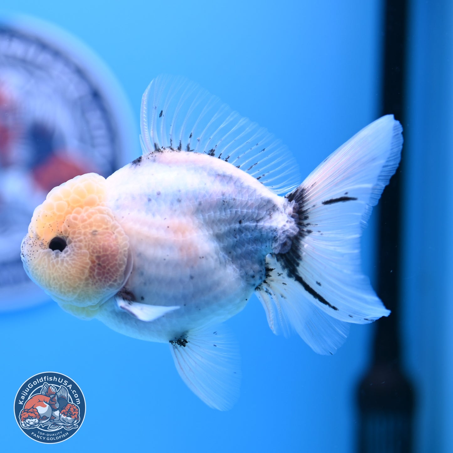 Shogun Blue Calico Oranda 3.5in Body (240802_OR14) - Kaiju Goldfish USA