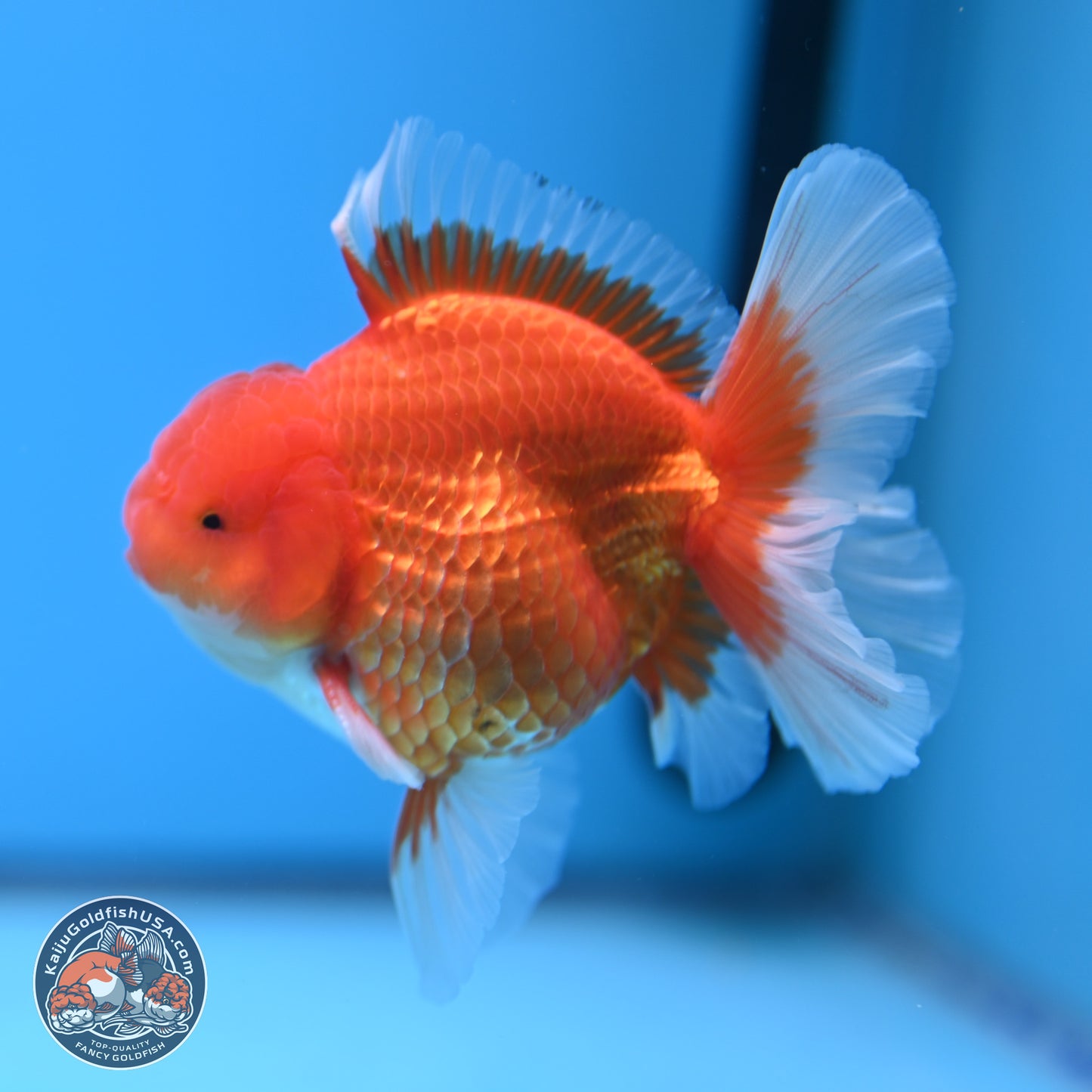 Classic Red Rose Tail Oranda 4.5 inches - Male (241115_OR14) - Kaiju Goldfish USA