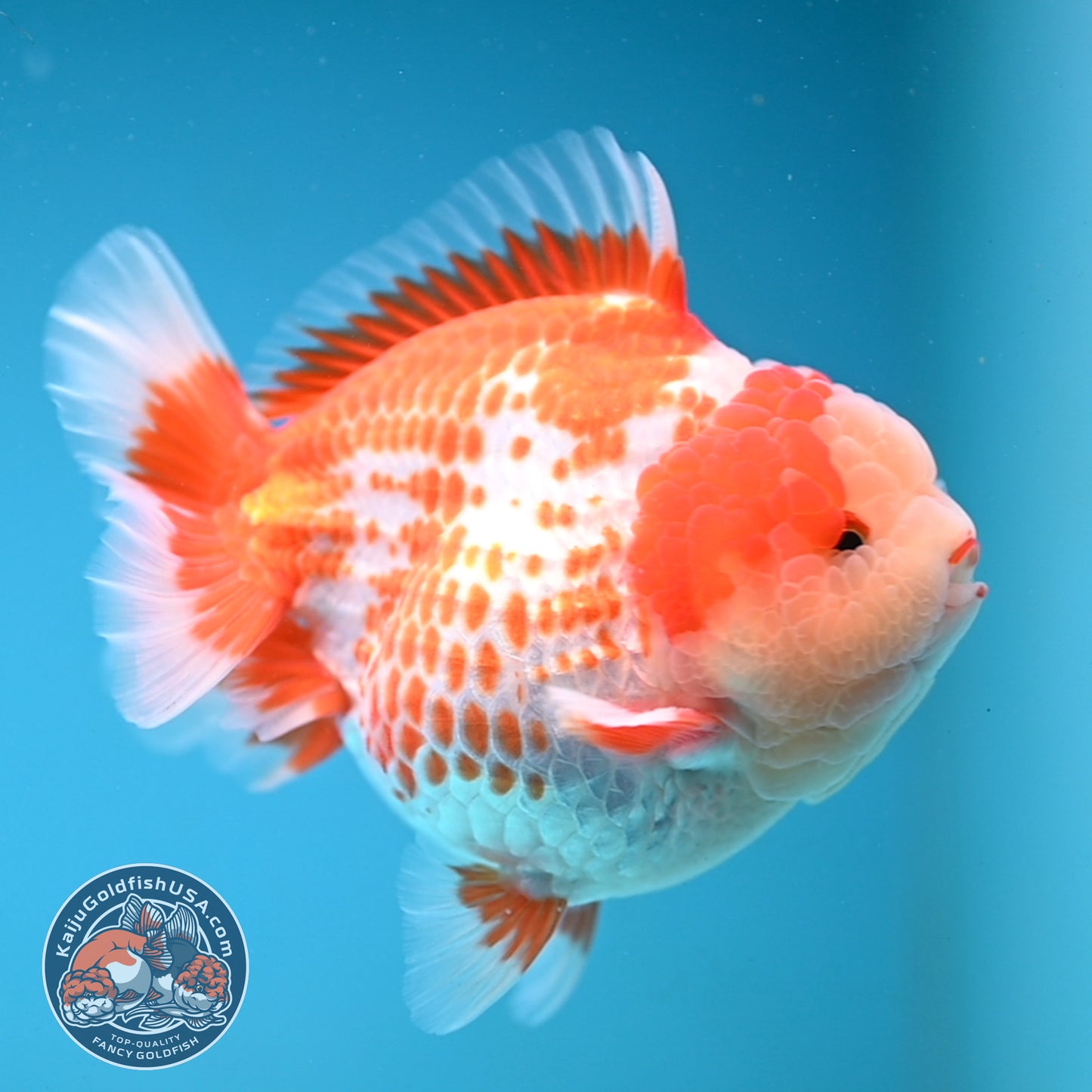 Deer Spot Red White Oranda 4 inches Body (250606_OR14)