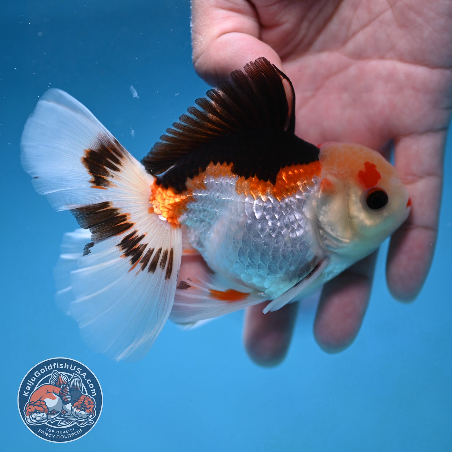 Tricolor Rosetail Oranda 3 inch Body (250926_OR14)