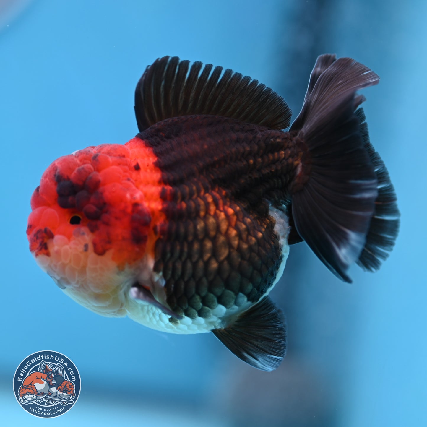 Tricolor Oranda 3 inches Body - Male (241227_OR14) - Kaiju Goldfish USA