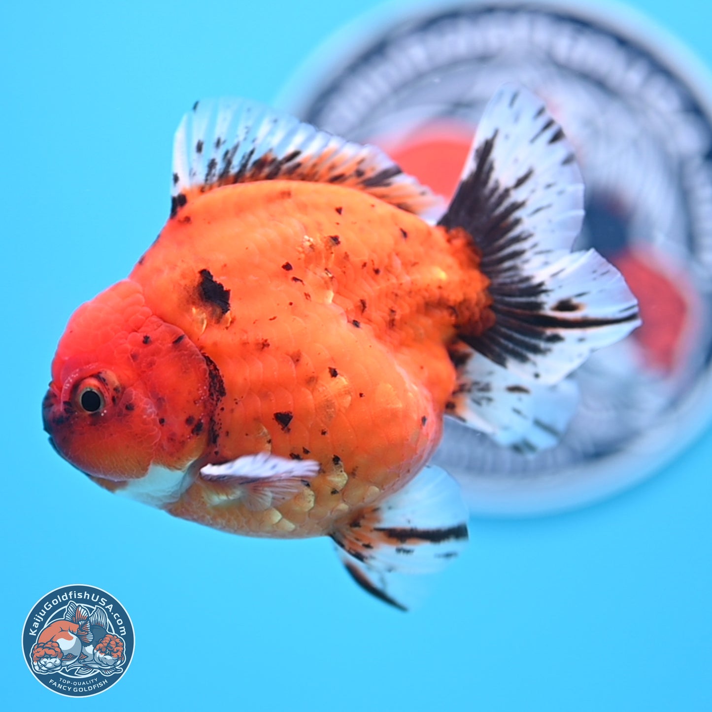 Shogun Tiger Oranda 3.75 inches Body - Male (250207_OR14)