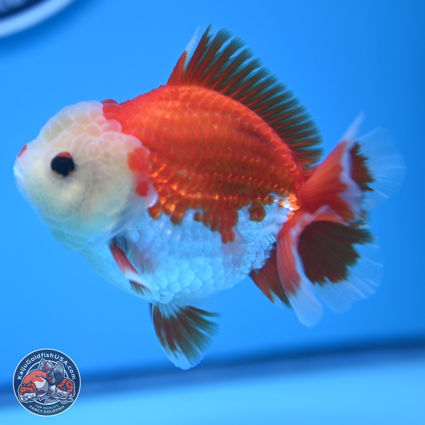 Red White YuanBao Oranda 4 inches (241018_OR14)