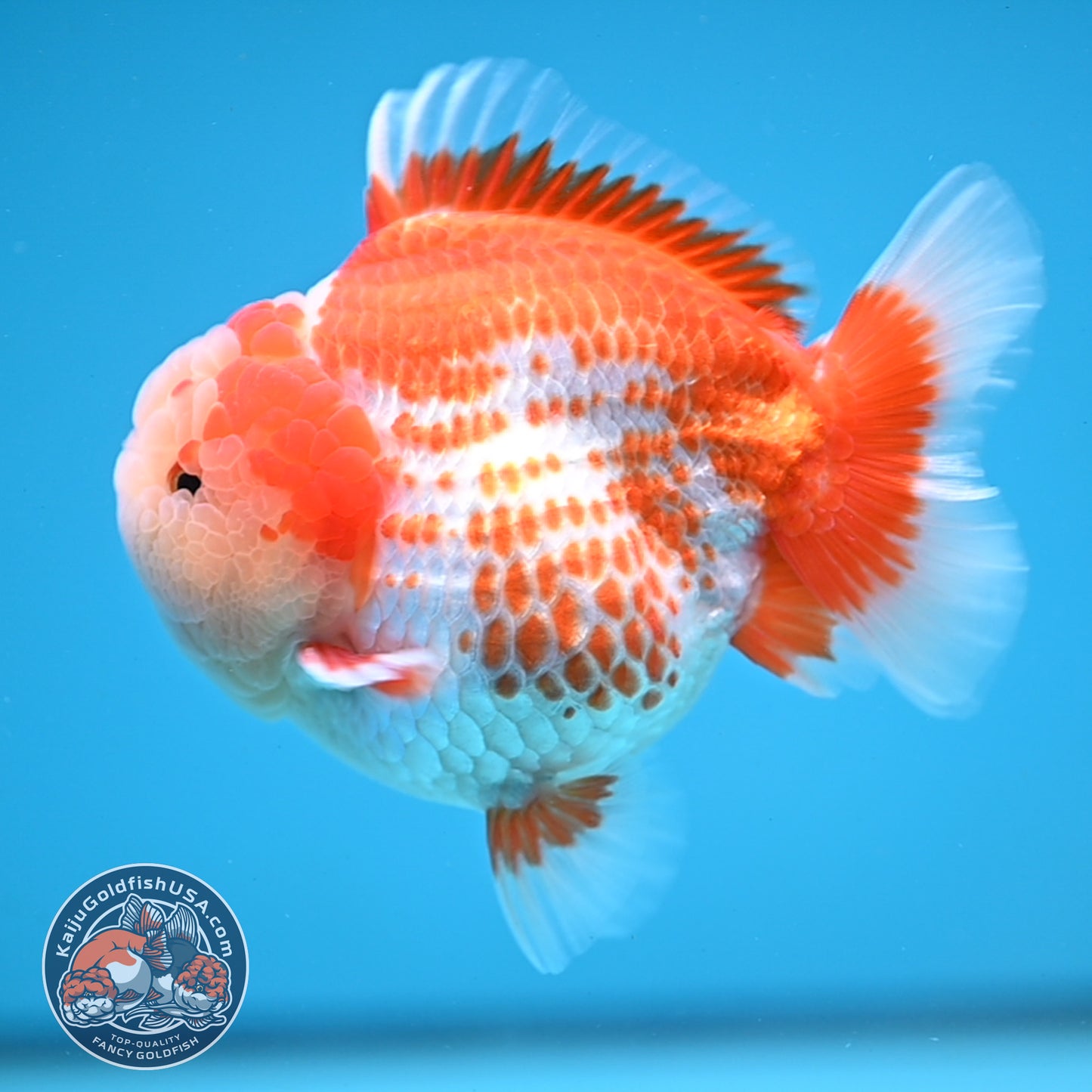Deer Spot Red White Oranda 4 inches Body (250606_OR14)