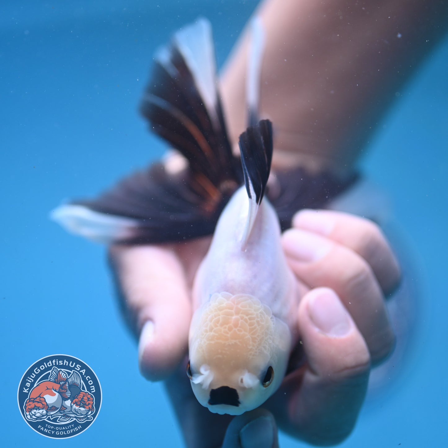 Panda Butterfly Tail Oranda 3.5 inch Body (250919_OR14)
