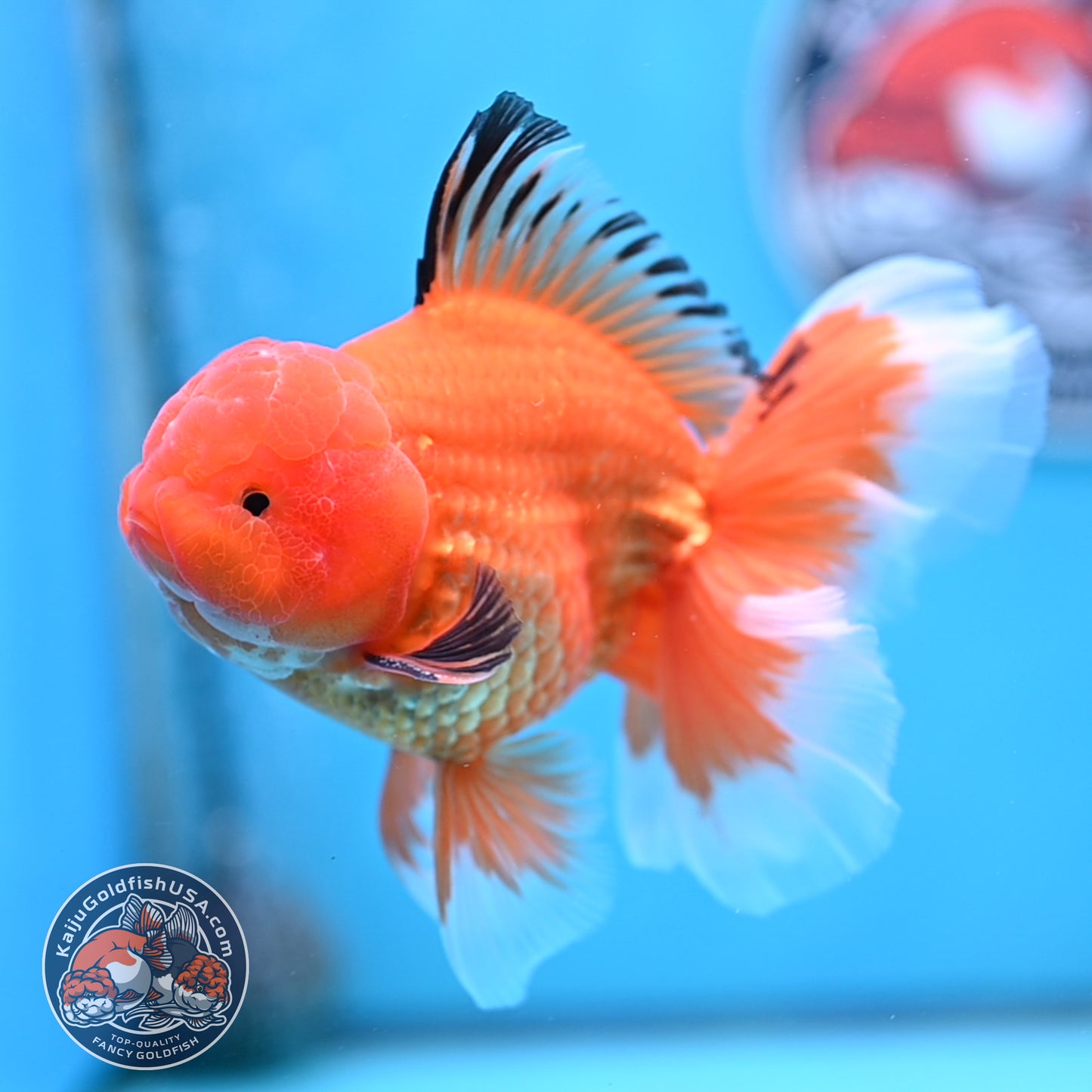 Apache Rose Tail Oranda 4 inches Body - Male (250418_OR14)