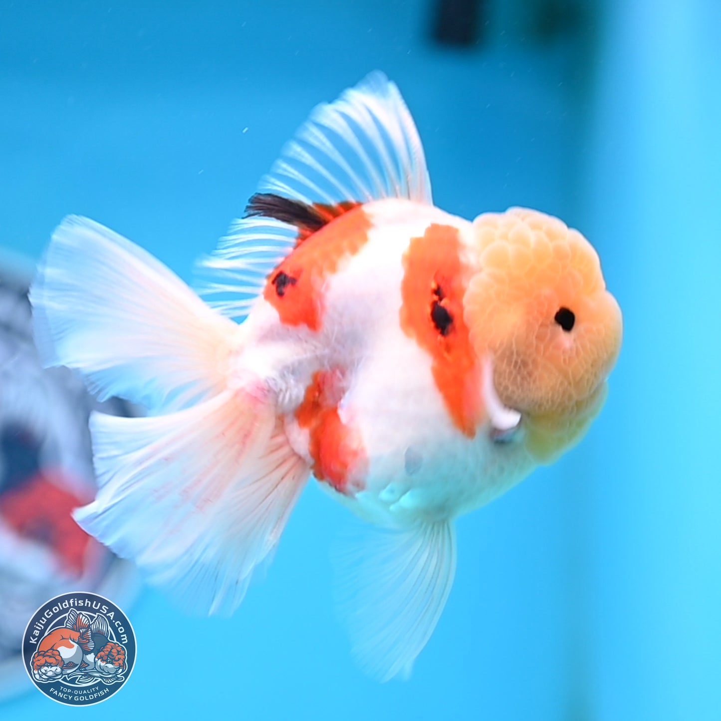 Lemon Head Tricolor Sakura Rose Tail Oranda 3.5 inches Body - Male (250314_OR14)