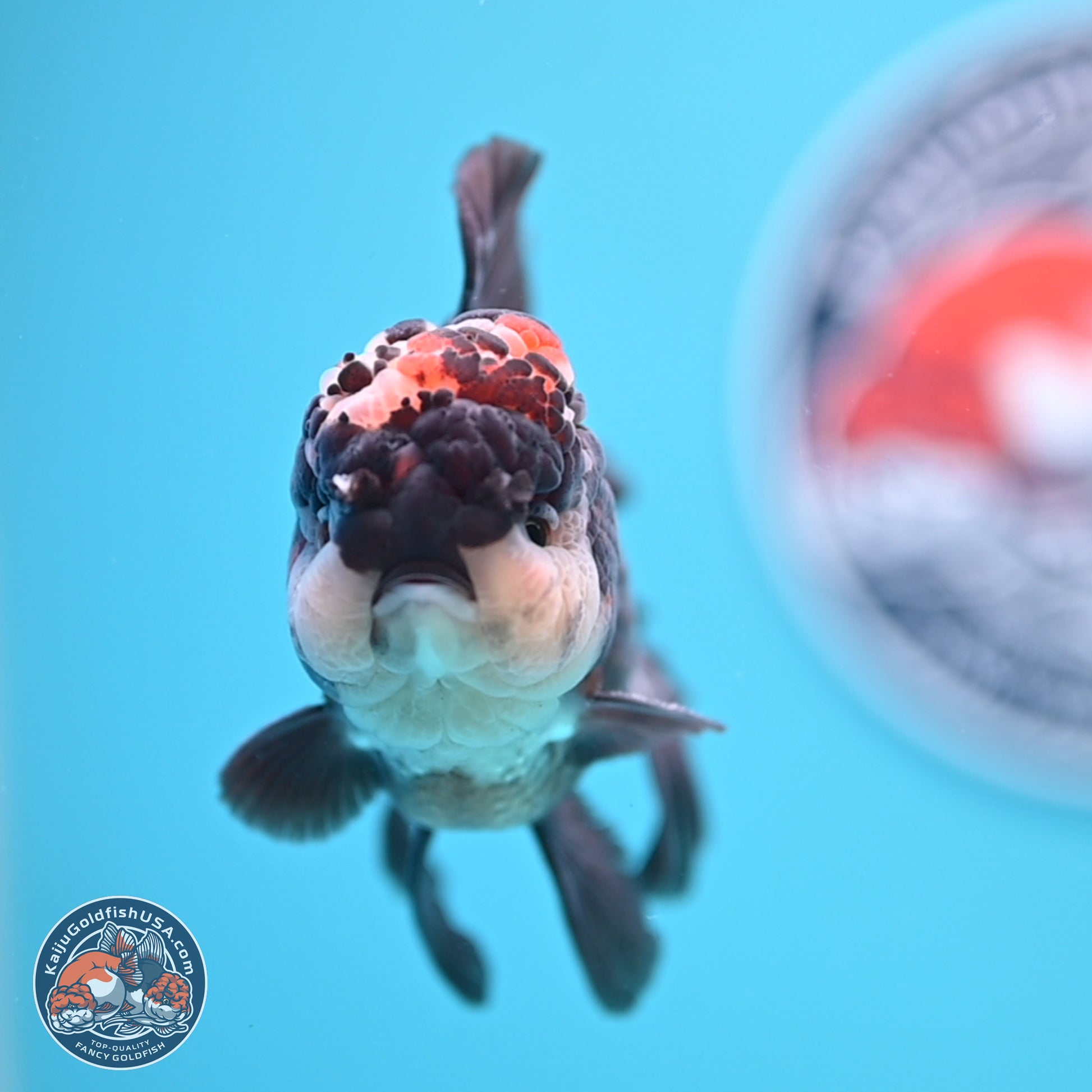 Tricolor Rose Tail Oranda 4.5 inches - Male (241122_OR14) - Kaiju Goldfish USA