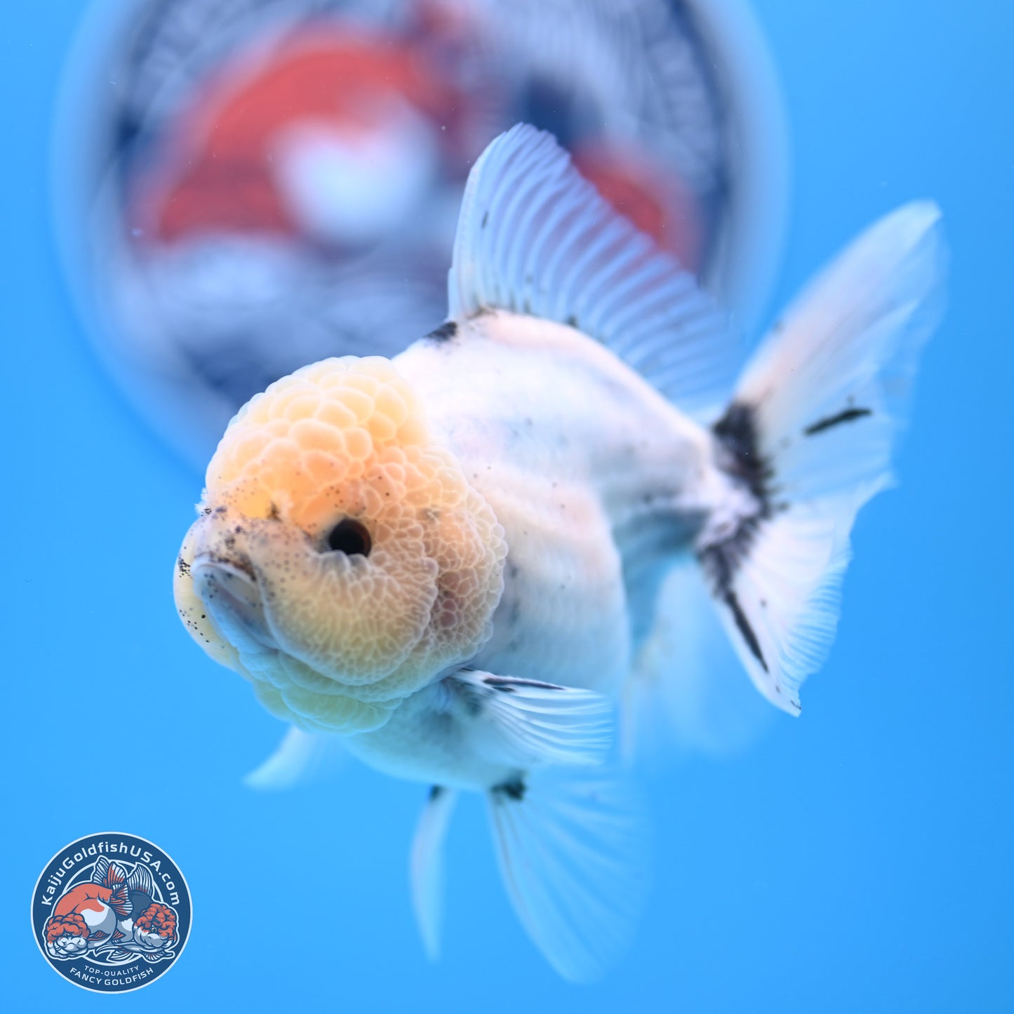 Shogun Blue Calico Oranda 3.5in Body (240802_OR14) - Kaiju Goldfish USA