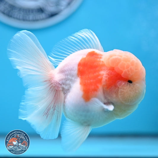 Sakura Rose Tail Oranda 3.25 inches Body - Male (250307_OR14)