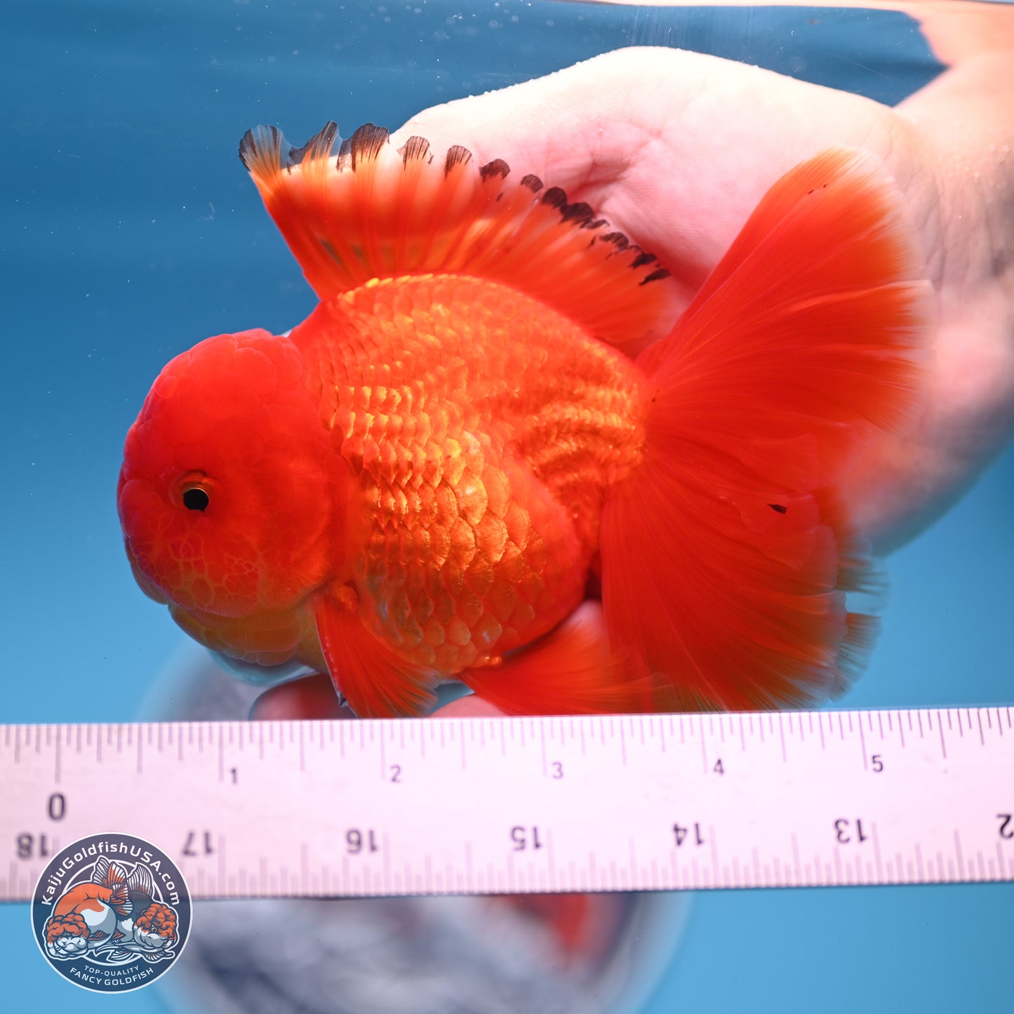 Classic Red Rose Tail Oranda 3.75 inches Body - Male (250228_OR14)