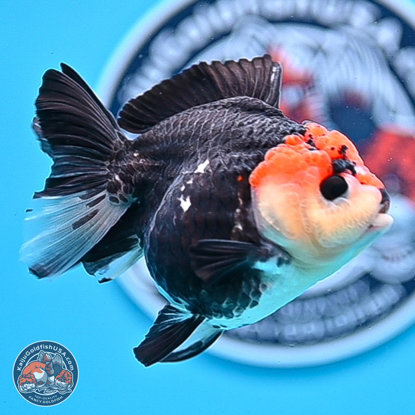 Tricolor YuanBao Oranda 3in Body (240830_OR14) - Kaiju Goldfish USA