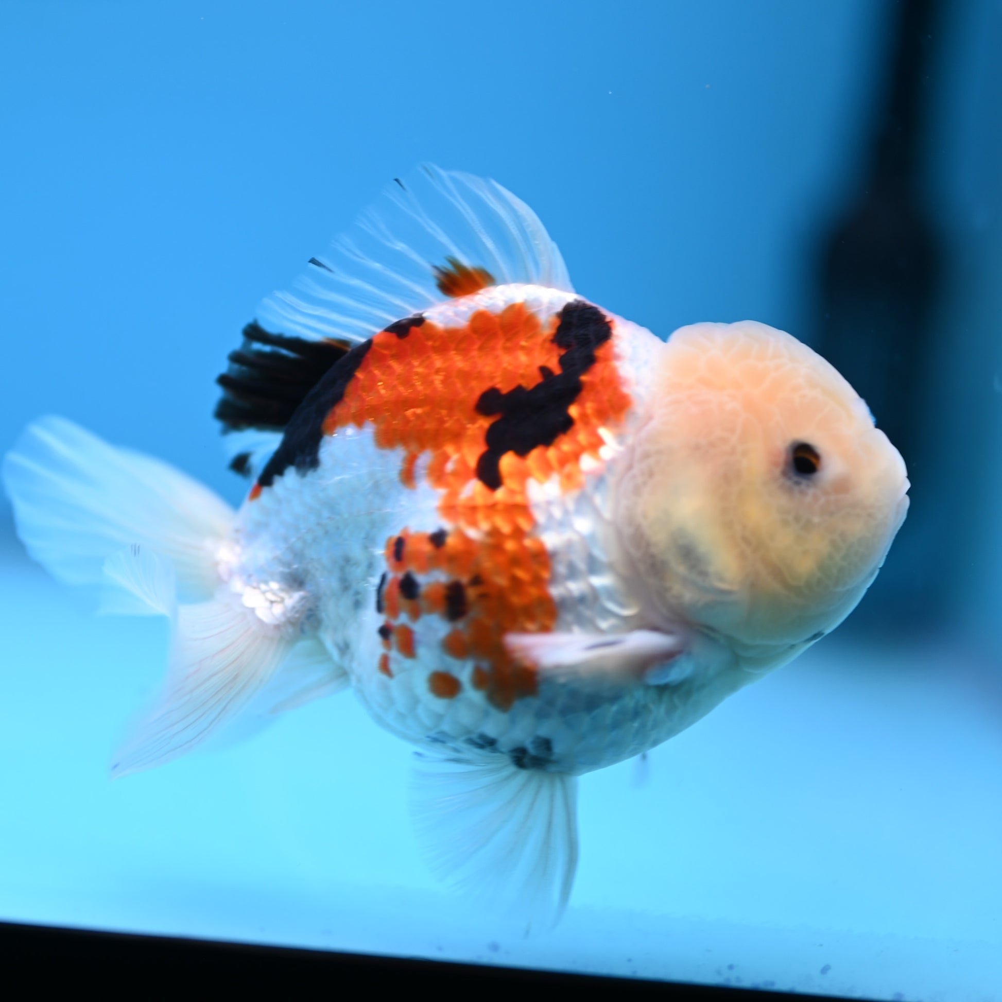 Tricolor Oranda 3.5-4 inches (241011_OR14) - Kaiju Goldfish USA