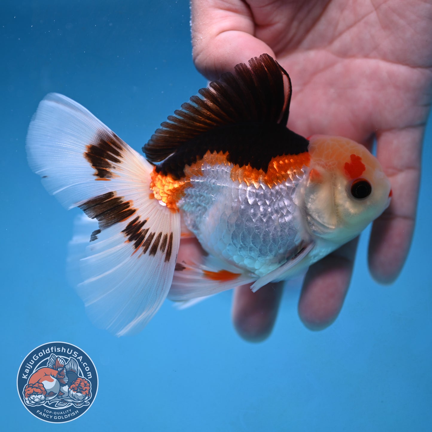 Tricolor Rosetail Oranda 3 inch Body (250926_OR14)