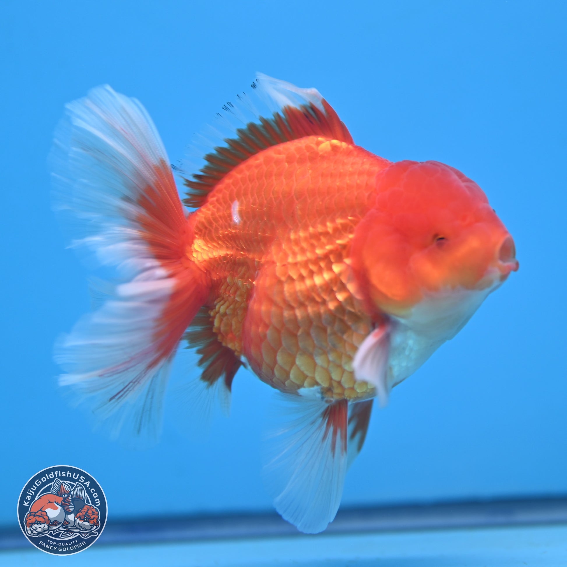 Classic Red Rose Tail Oranda 4.5 inches - Male (241115_OR14) - Kaiju Goldfish USA