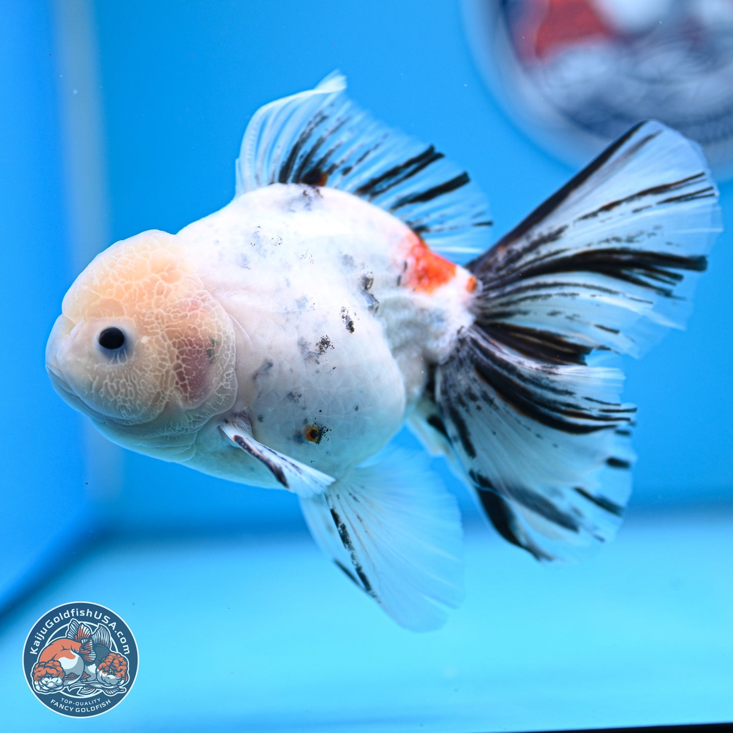 Calico Rose Tail Oranda 4-6 inches (240920_OR14) - Kaiju Goldfish USA