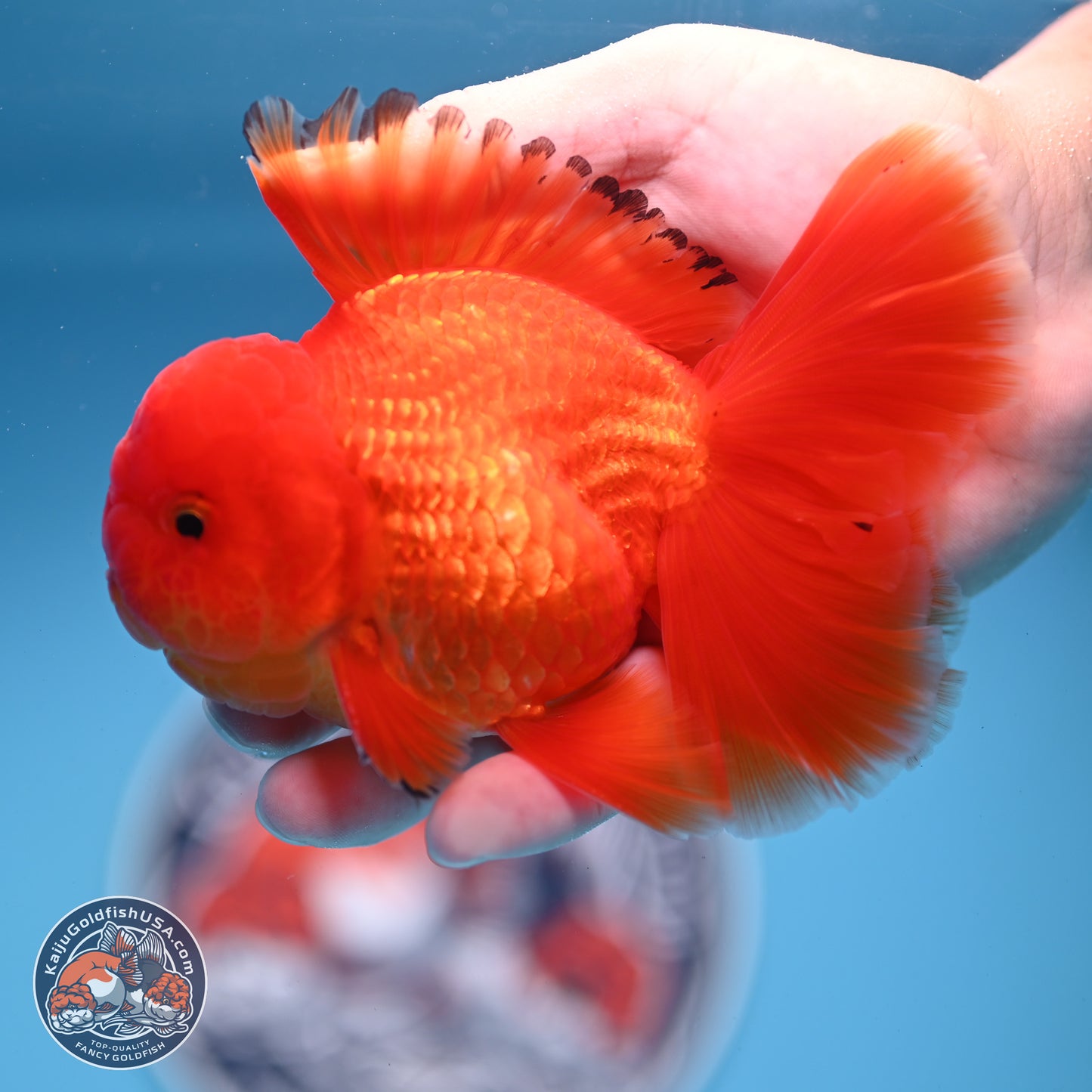 Classic Red Rose Tail Oranda 3.75 inches Body - Male (250228_OR14)