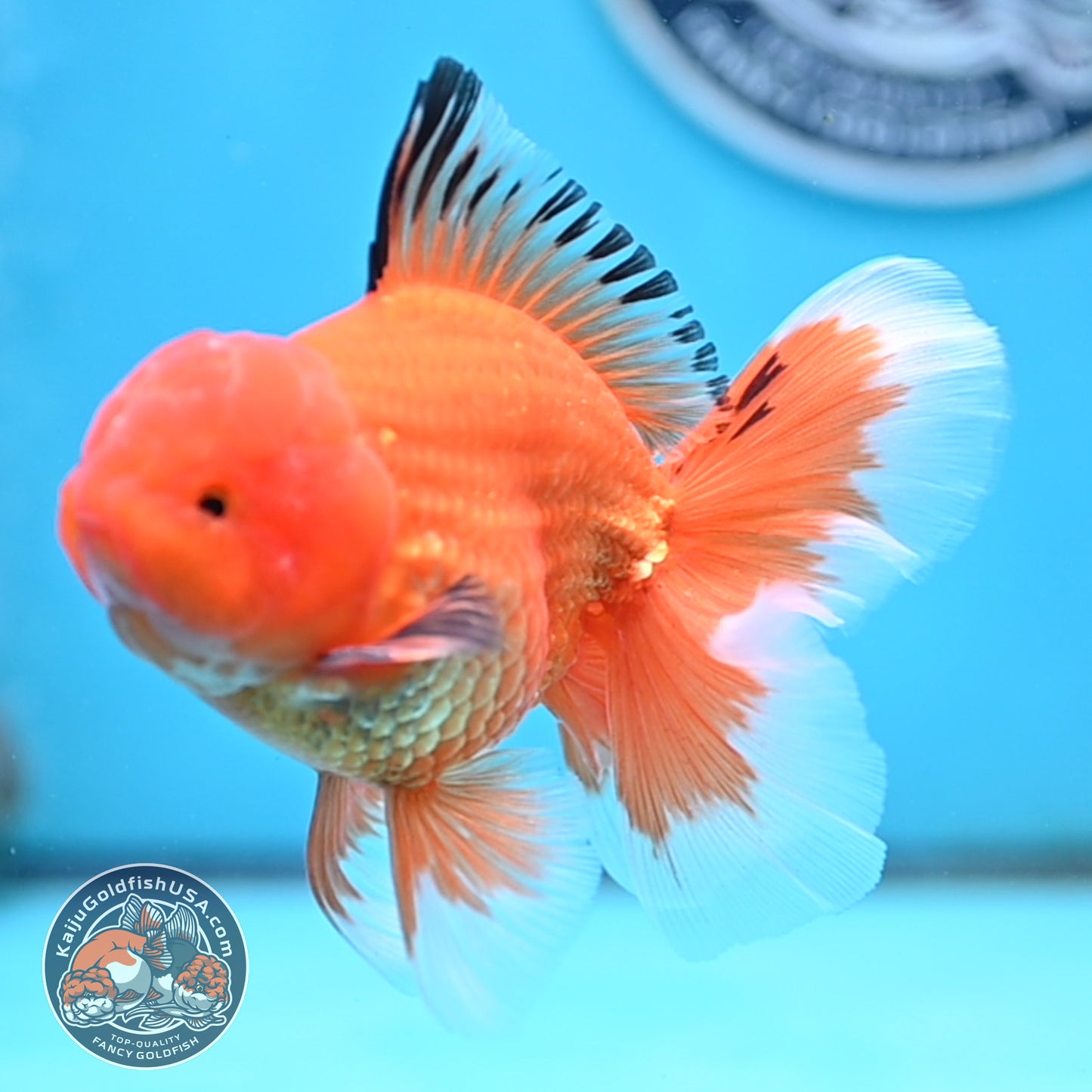 Apache Rose Tail Oranda 4 inches Body - Male (250418_OR14)