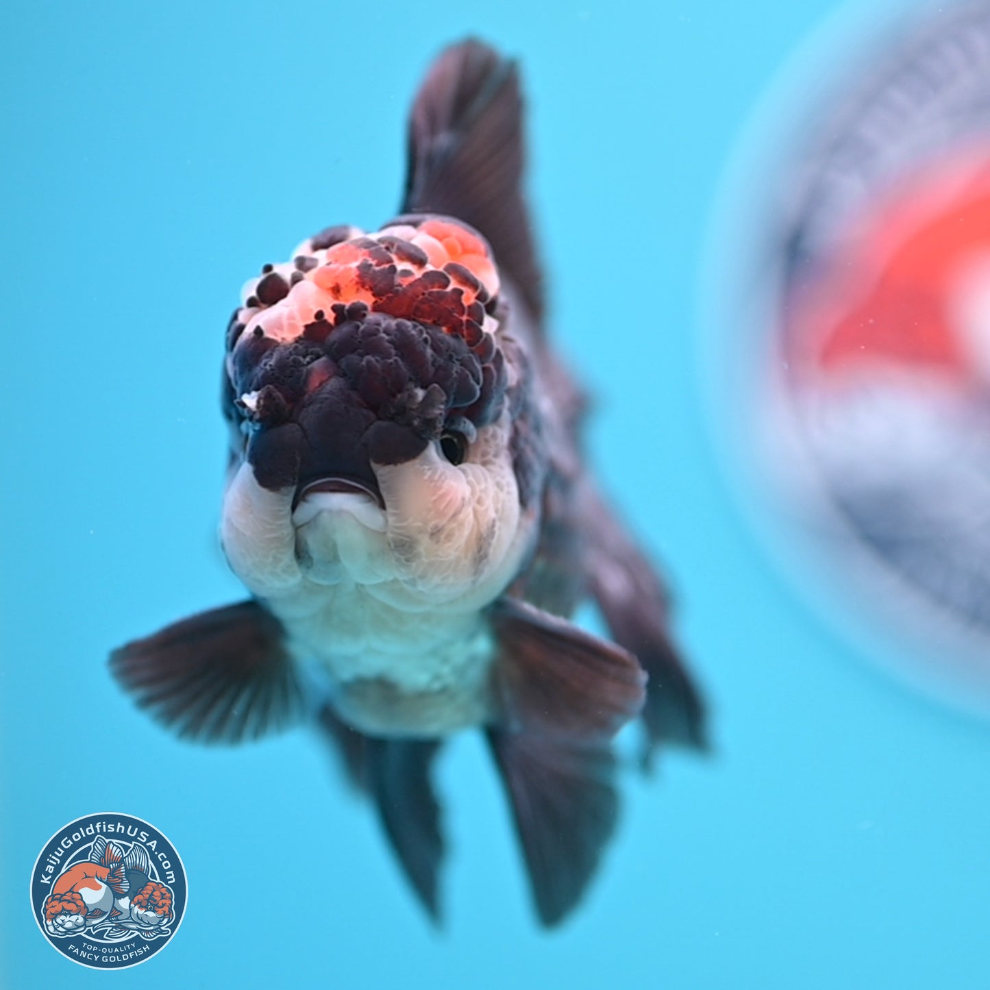 Tricolor Rose Tail Oranda 4.5 inches - Male (241122_OR14) - Kaiju Goldfish USA