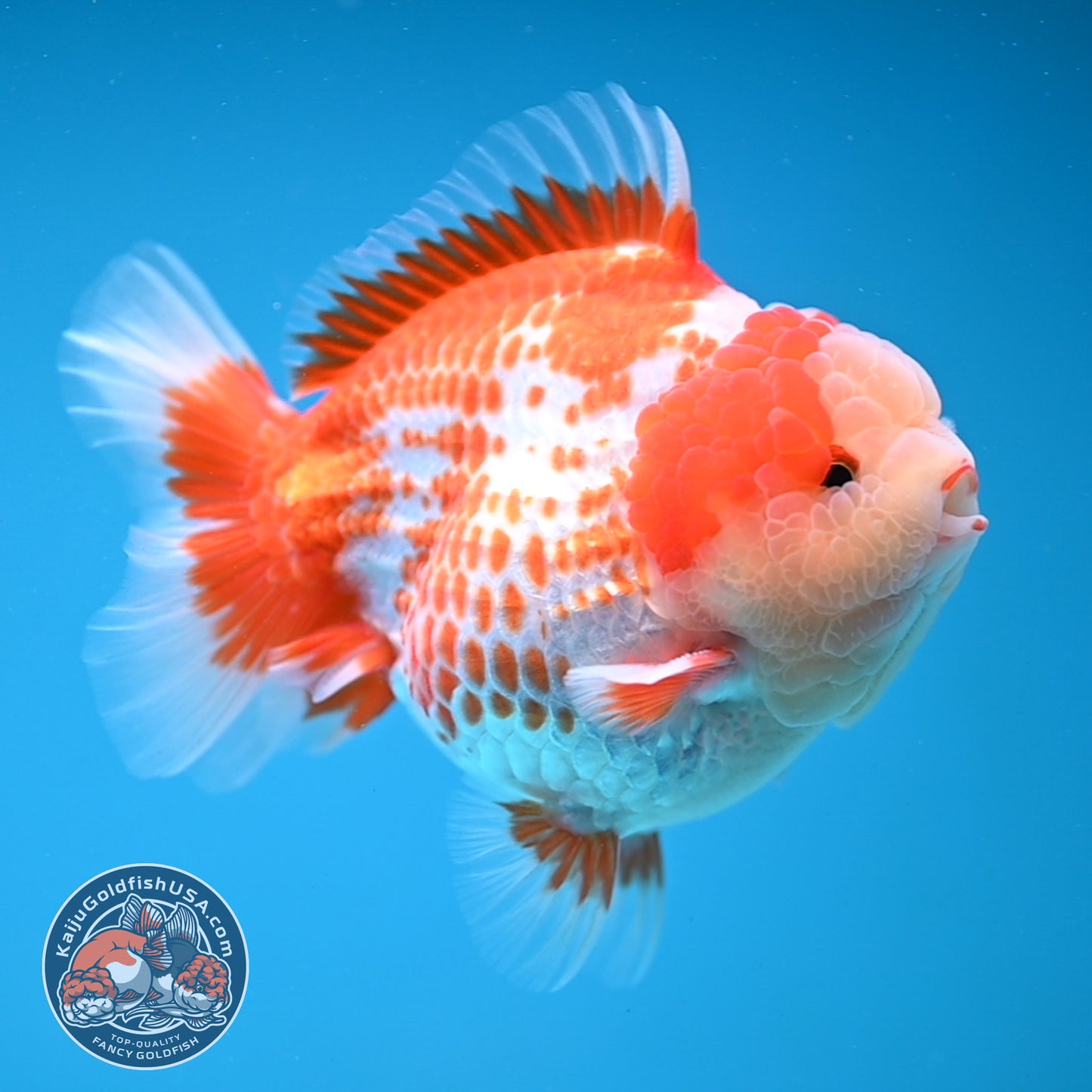 Deer Spot Red White Oranda 4 inches Body (250606_OR14)