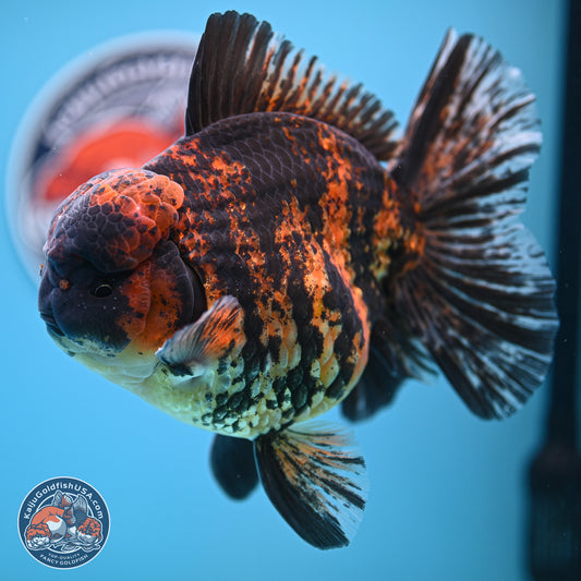 Super Jumbo Shogun Godzilla Tiger Broad Tail Oranda 7 inches - Male (241206_OR14) - Kaiju Goldfish USA