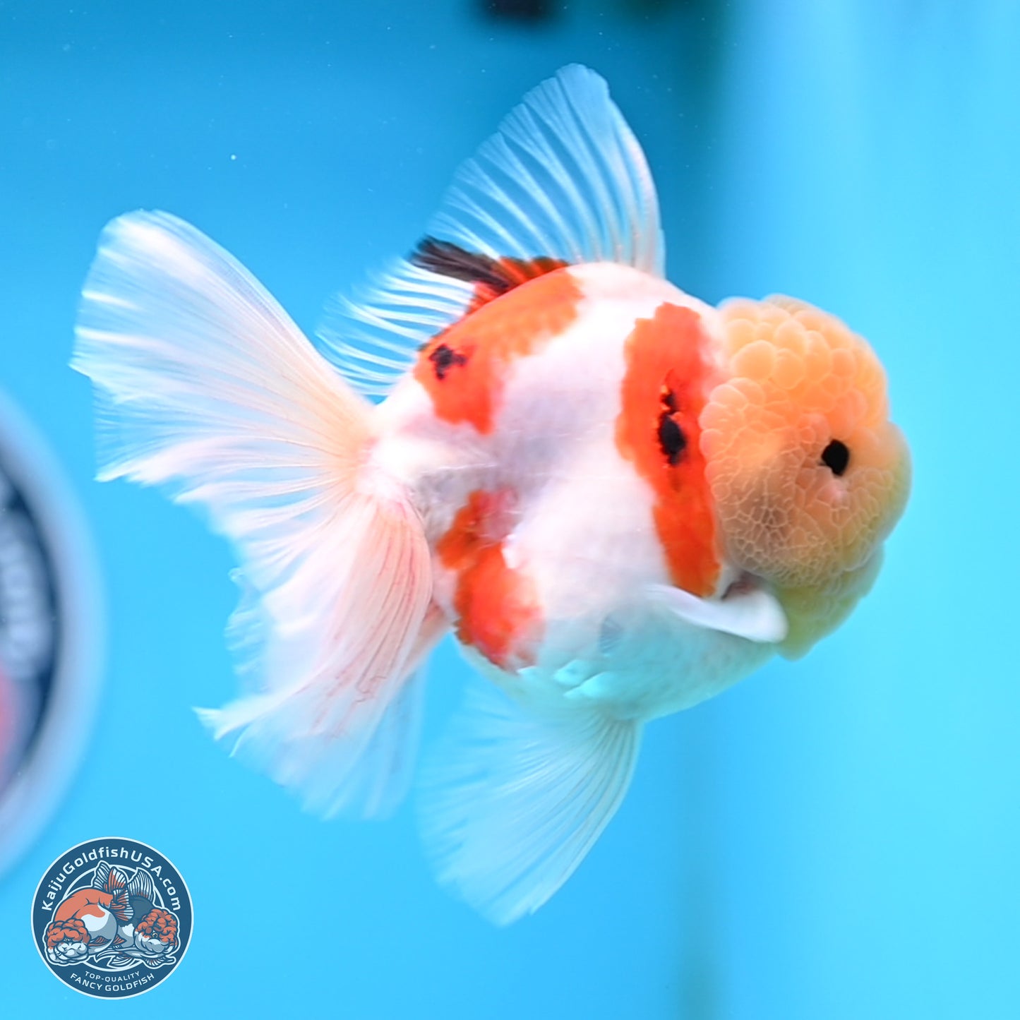 Lemon Head Tricolor Sakura Rose Tail Oranda 3.5 inches Body - Male (250314_OR14)