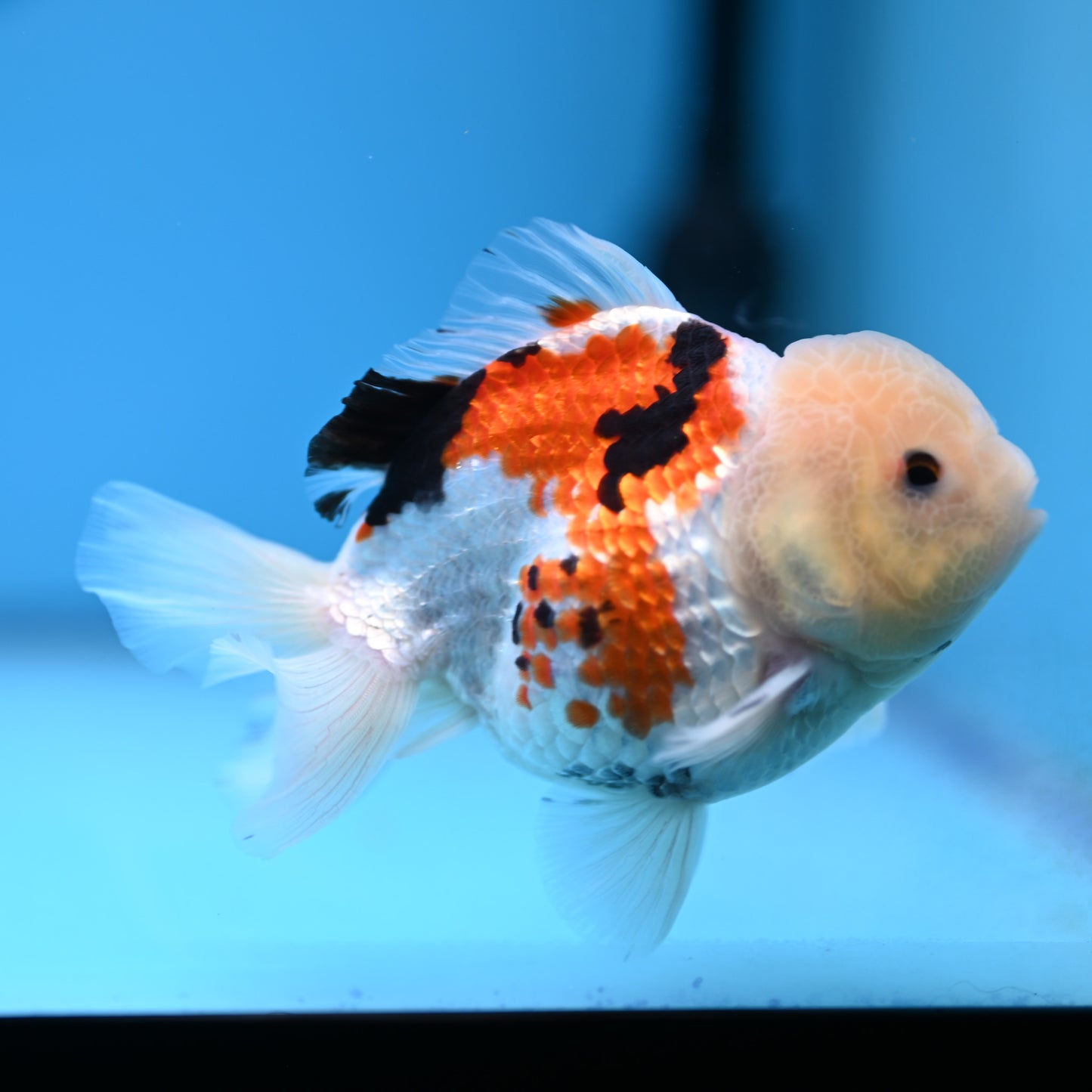 Tricolor Oranda 3.5-4 inches (241011_OR14) - Kaiju Goldfish USA