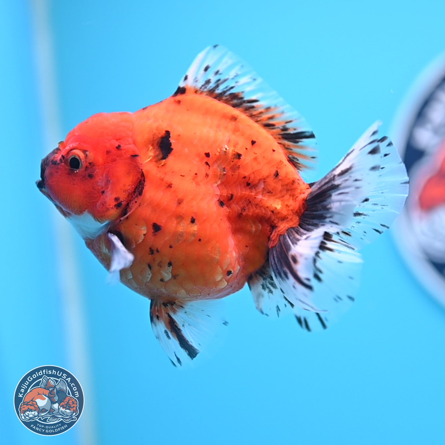 Shogun Tiger Oranda 3.75 inches Body - Male (250207_OR14)