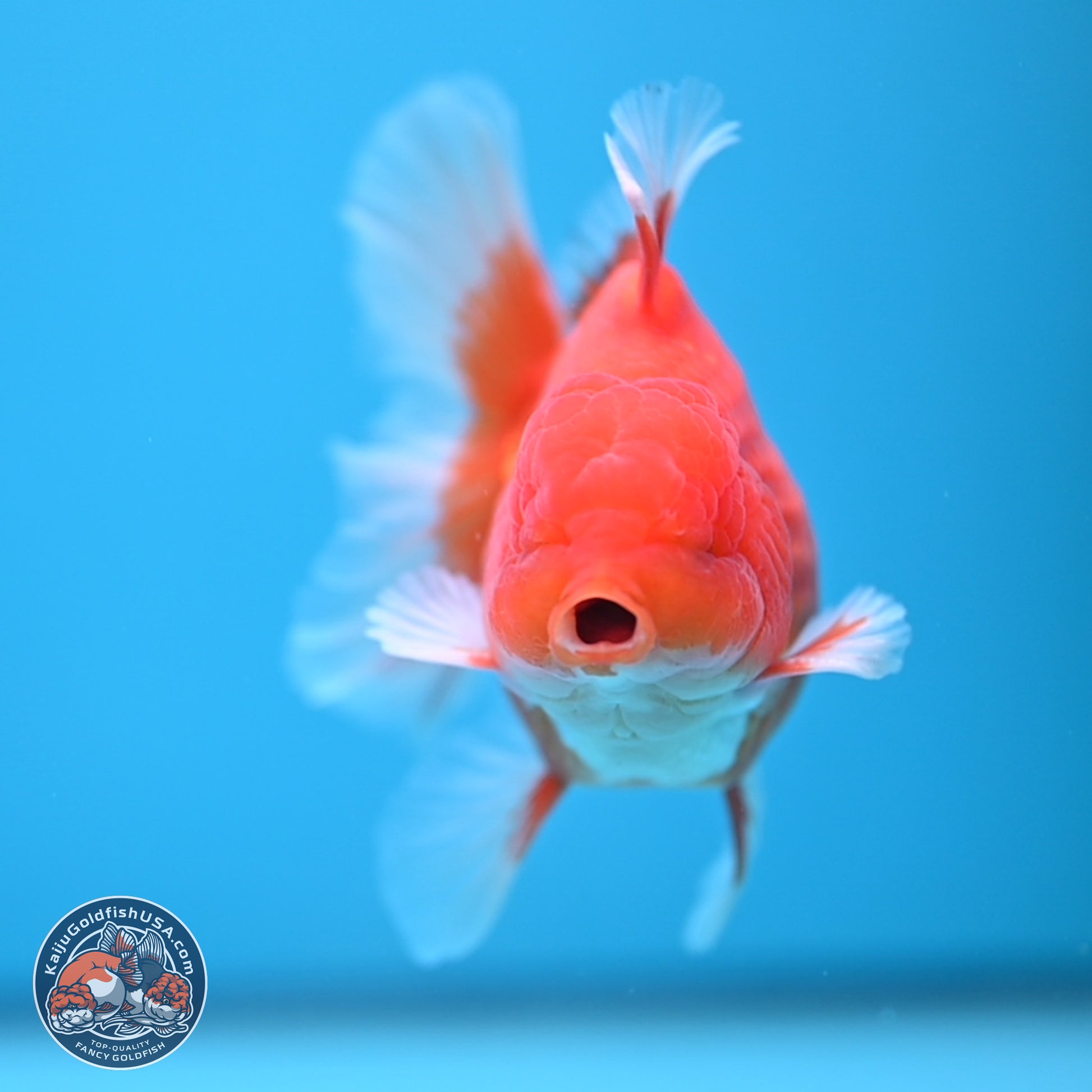 Classic Red Rose Tail Oranda 4.5 inches - Male (241115_OR14) - Kaiju Goldfish USA