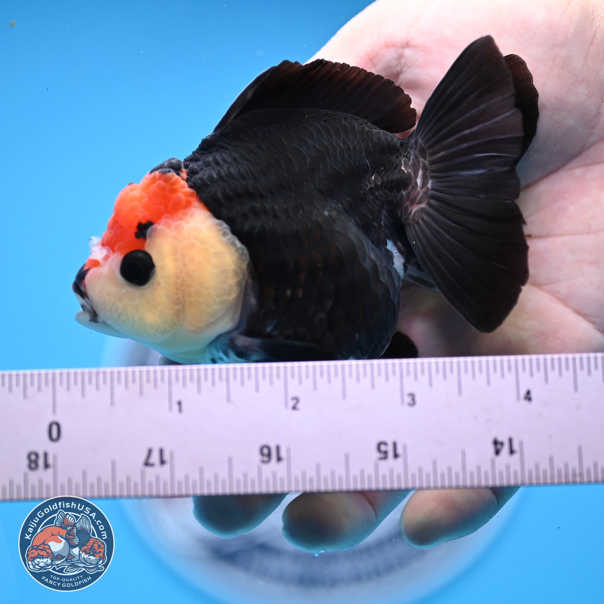 Tricolor YuanBao Oranda 3in Body (240830_OR14) - Kaiju Goldfish USA